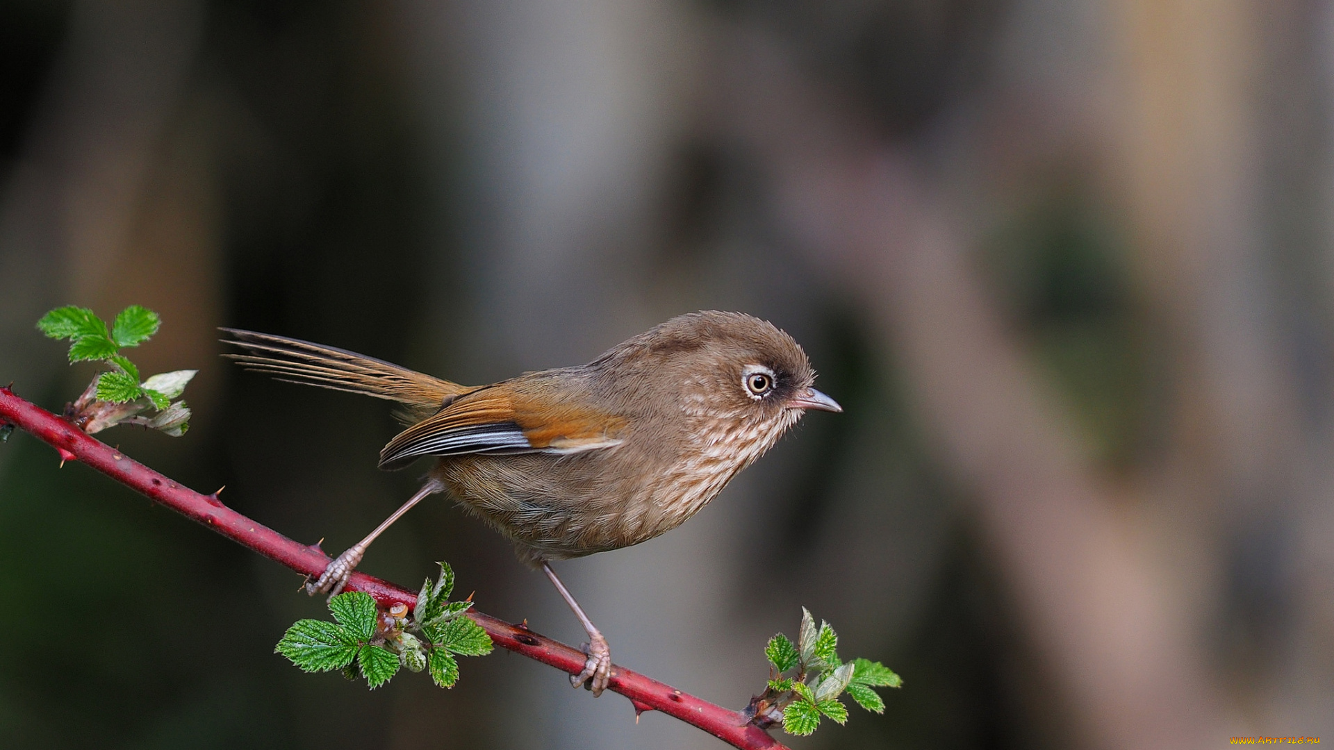 животные, птицы, птичка
