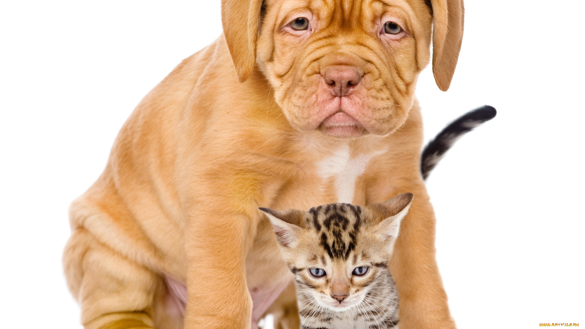 животные, разные, вместе, котёнок, щенок, собака