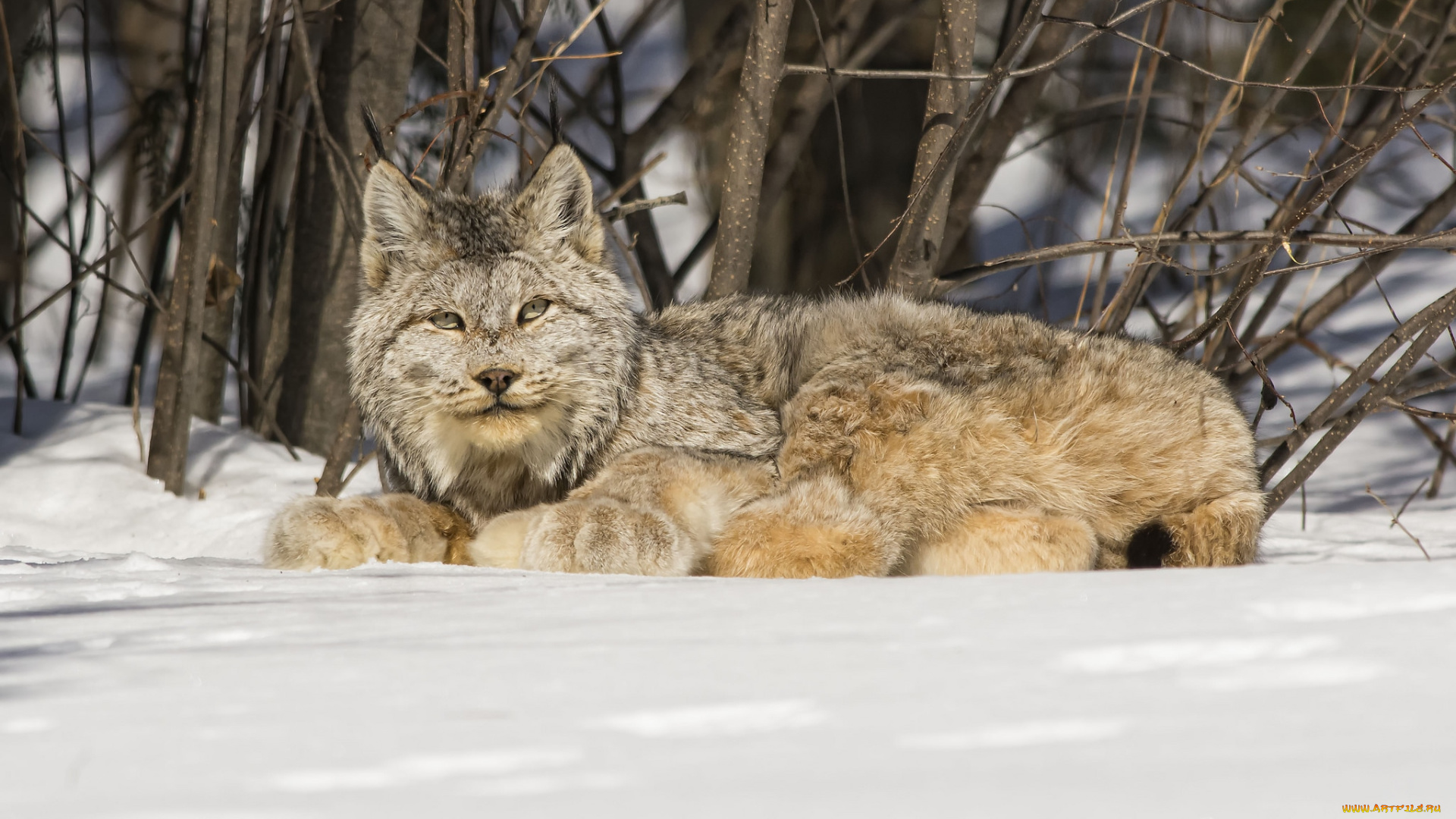 животные, рыси, канадская, рысь, снег