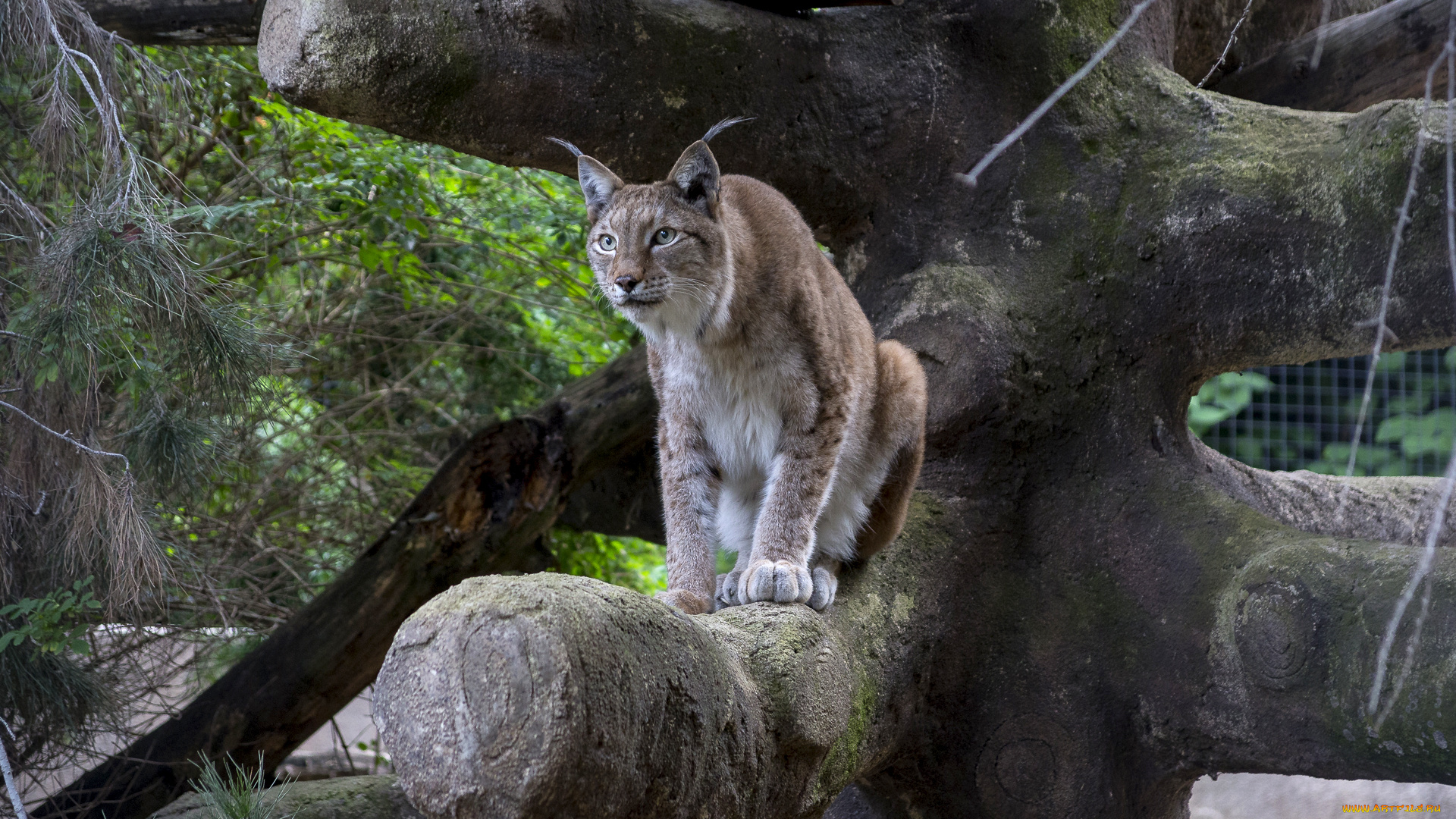 животные, рыси, рысь, дерево
