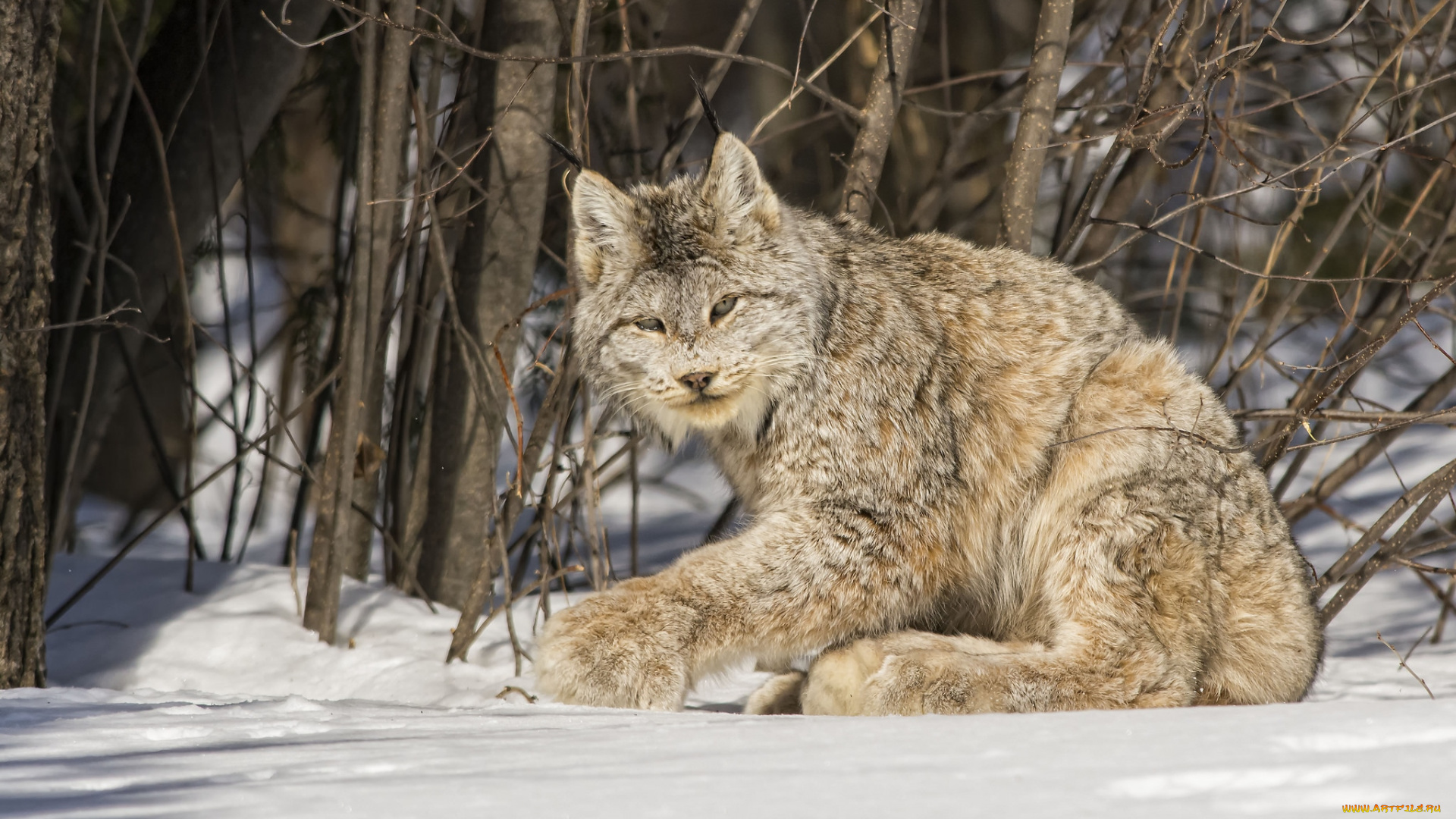 животные, рыси, снег, канадская, рысь