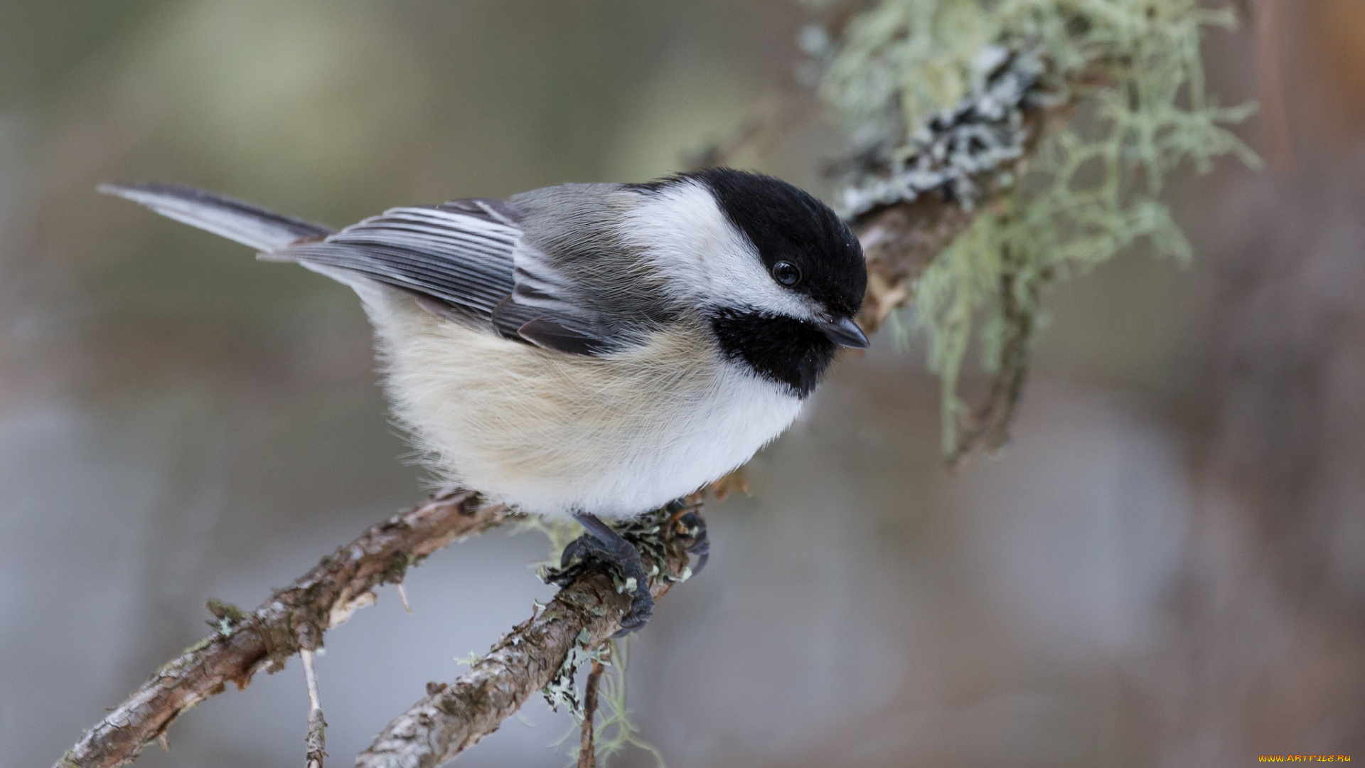 животные, синицы, , лазоревки, птичка