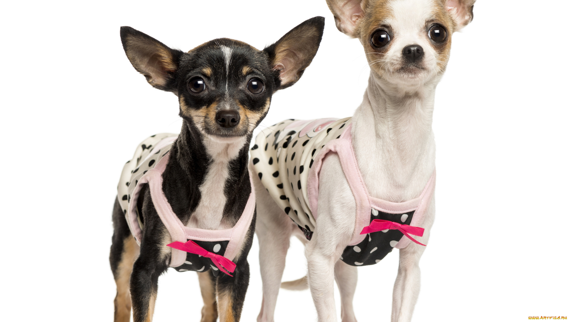животные, собаки, белый, фон, две, собачки, наряд