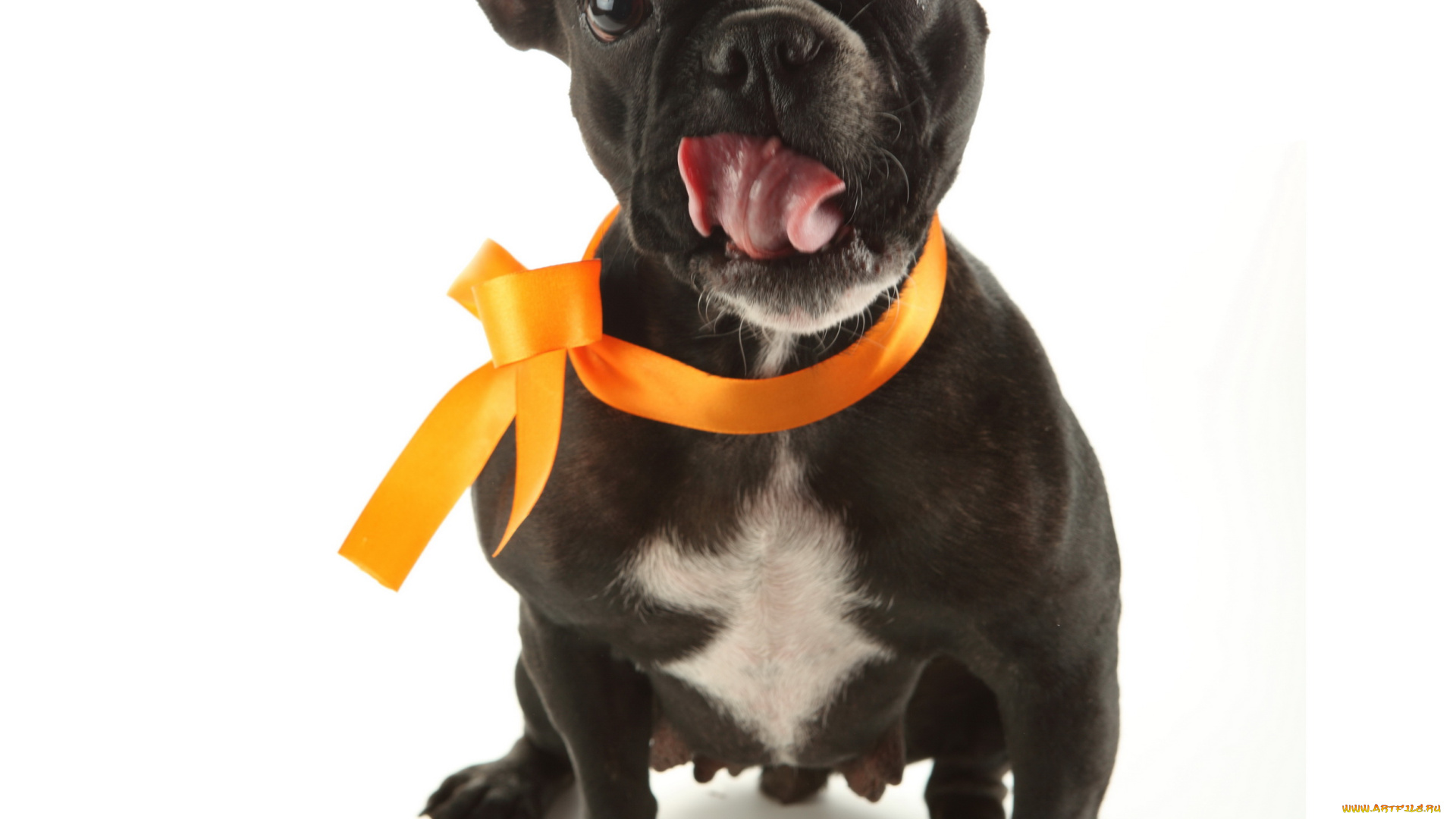 животные, собаки, белый, фон, собака, бантик