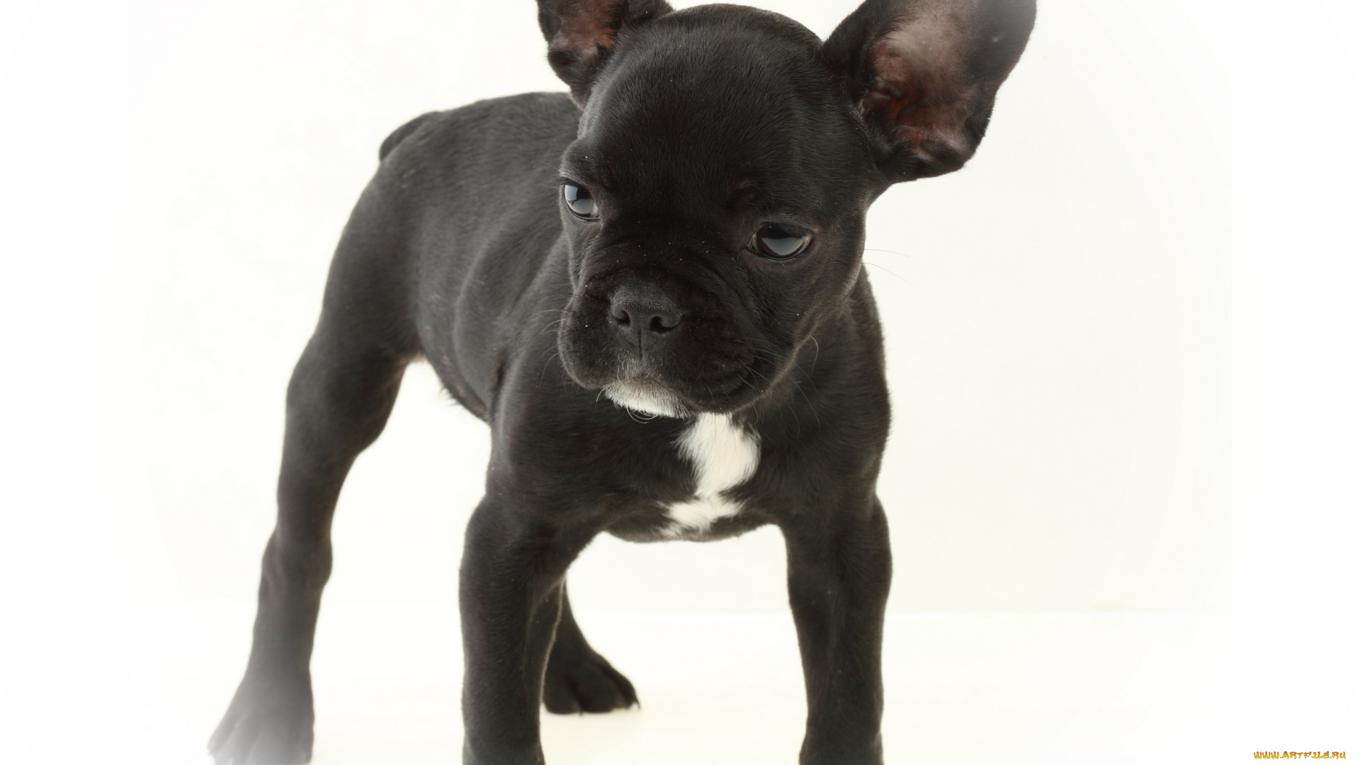 животные, собаки, белый, фон, собака, щенок