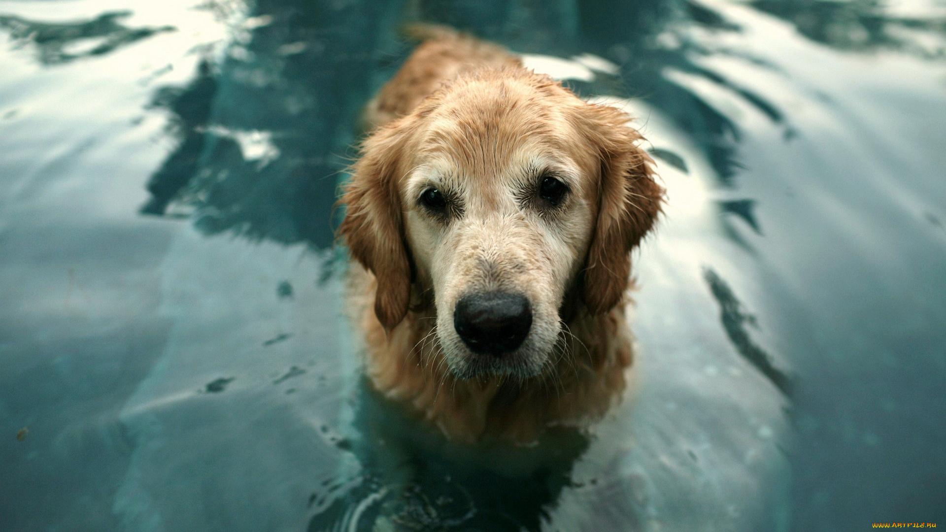 животные, собаки, друг, вода, взгляд