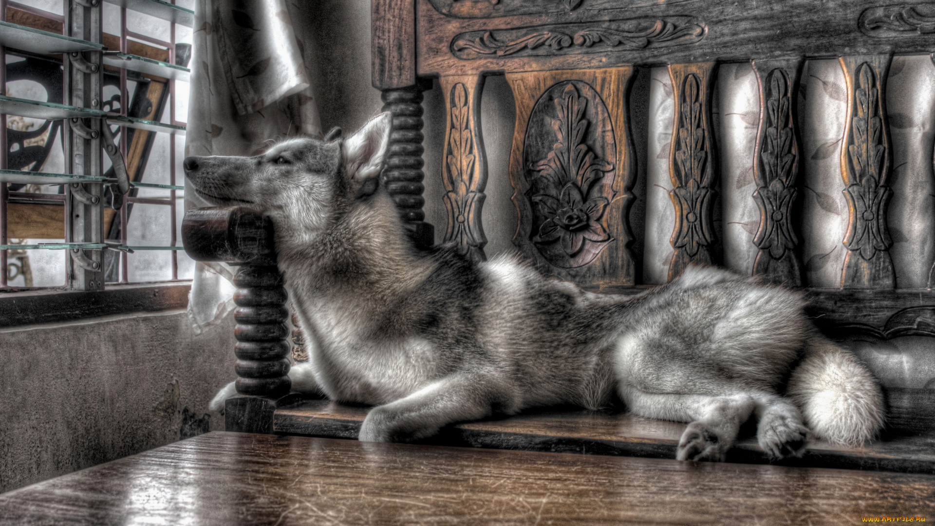 животные, собаки, sobaka