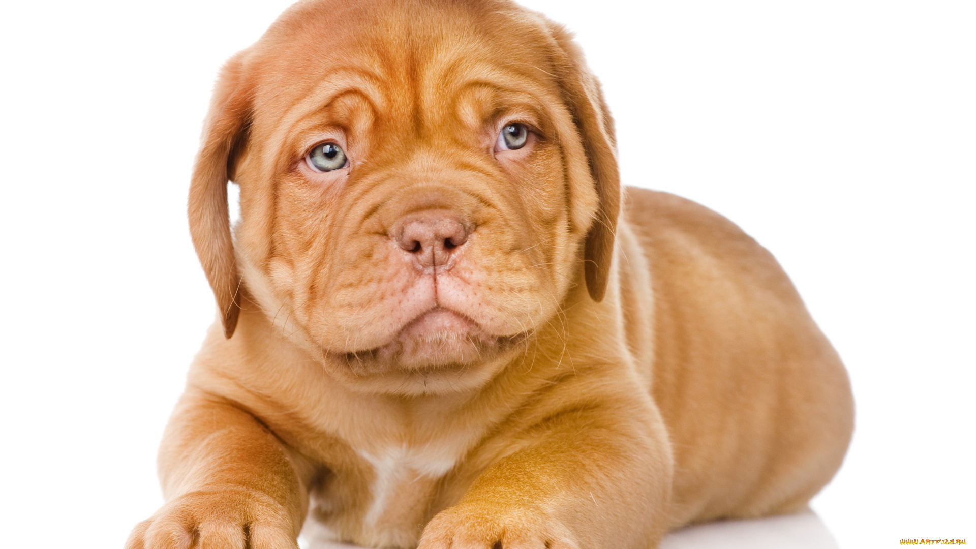 животные, собаки, собака, щенок