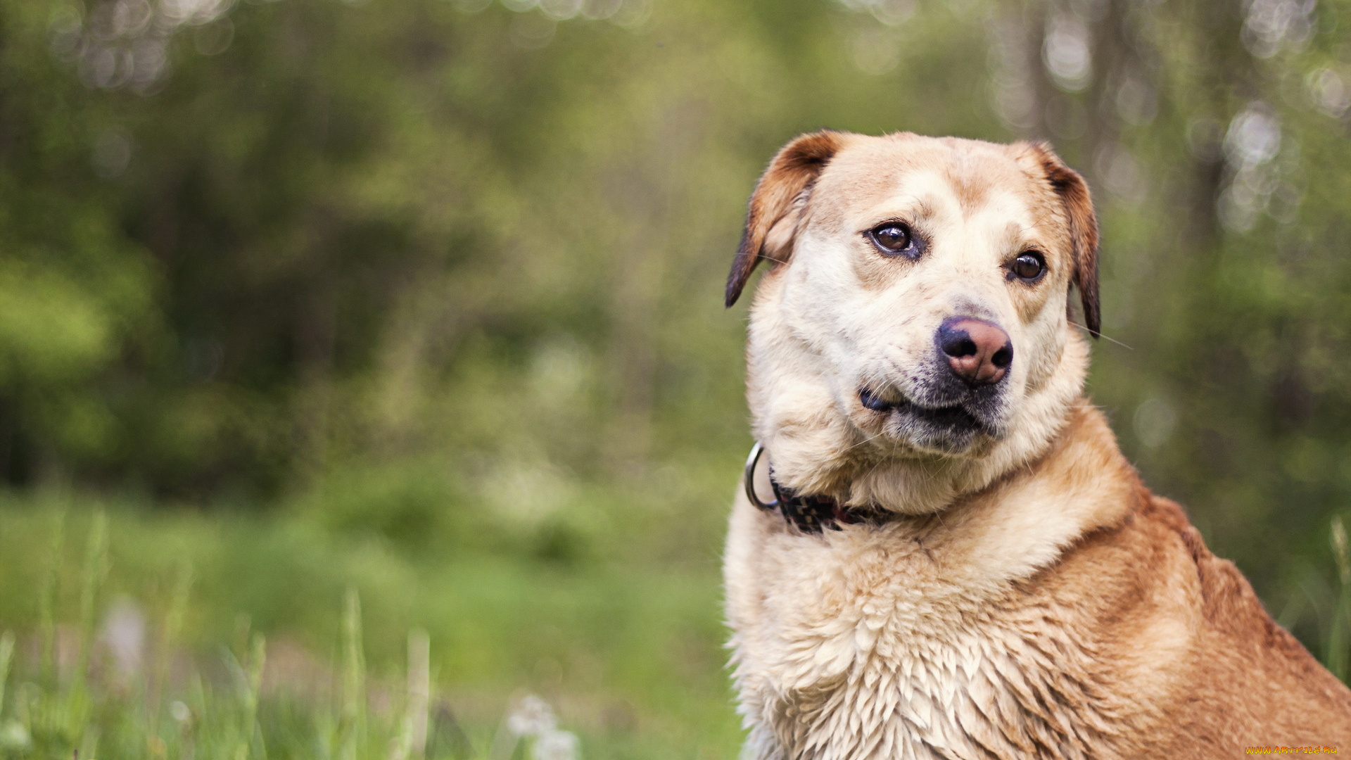 животные, собаки, взгляд
