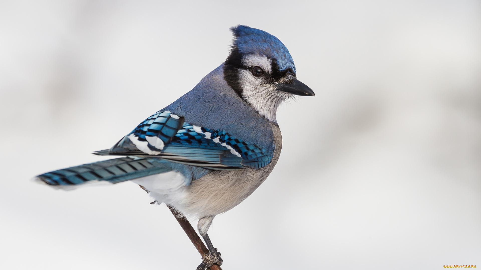 животные, сойки, хохолок