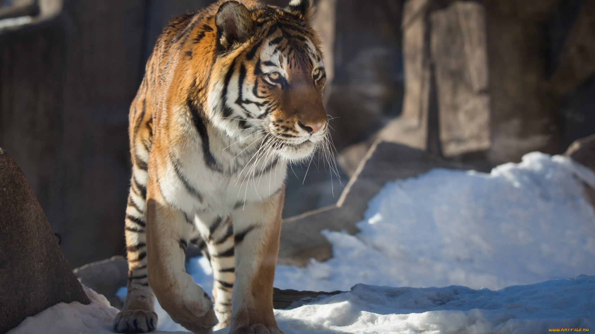 животные, тигры, амурский, кошка, зима, снег