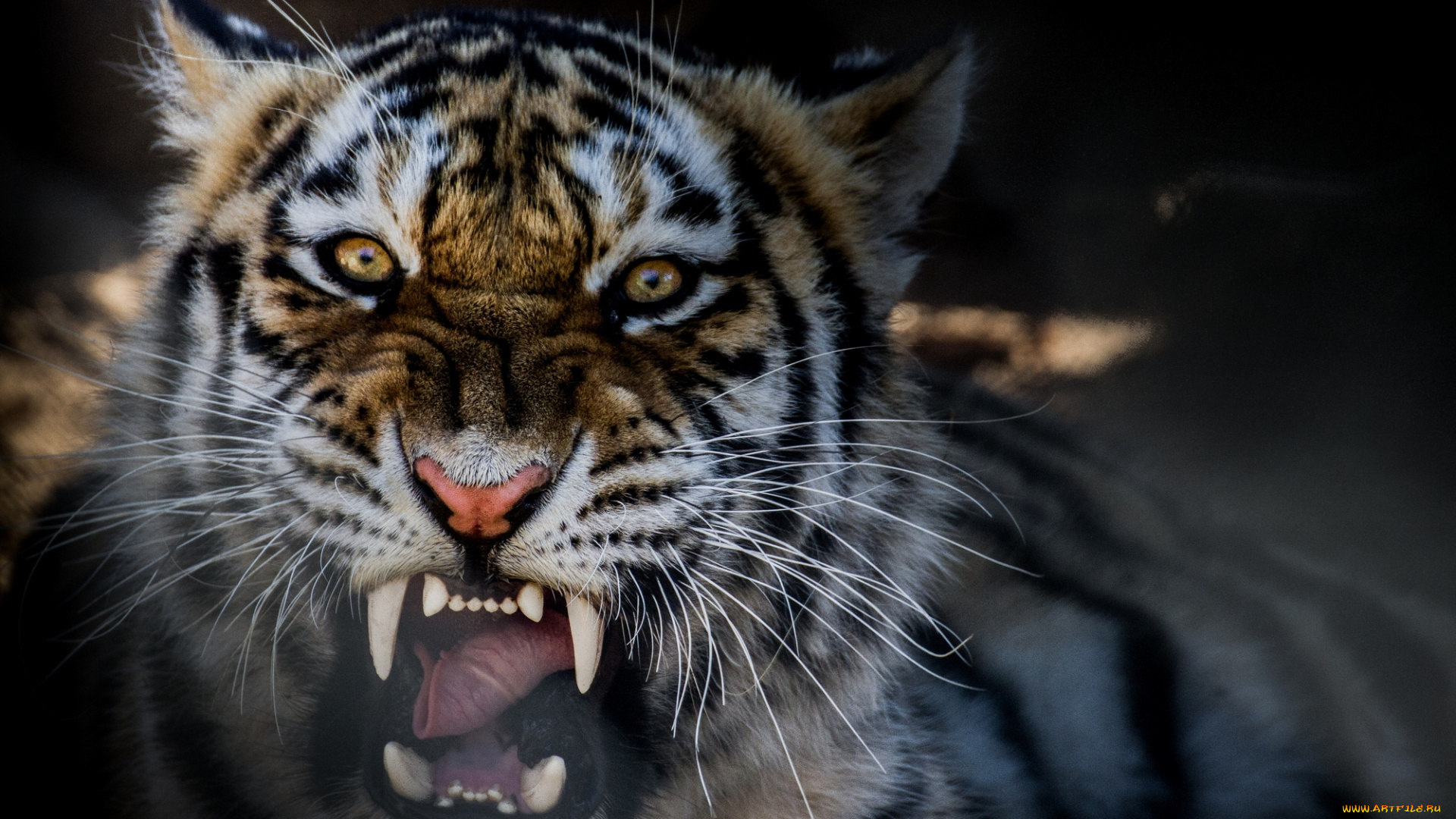 животные, тигры, рычание, тигр, зверь