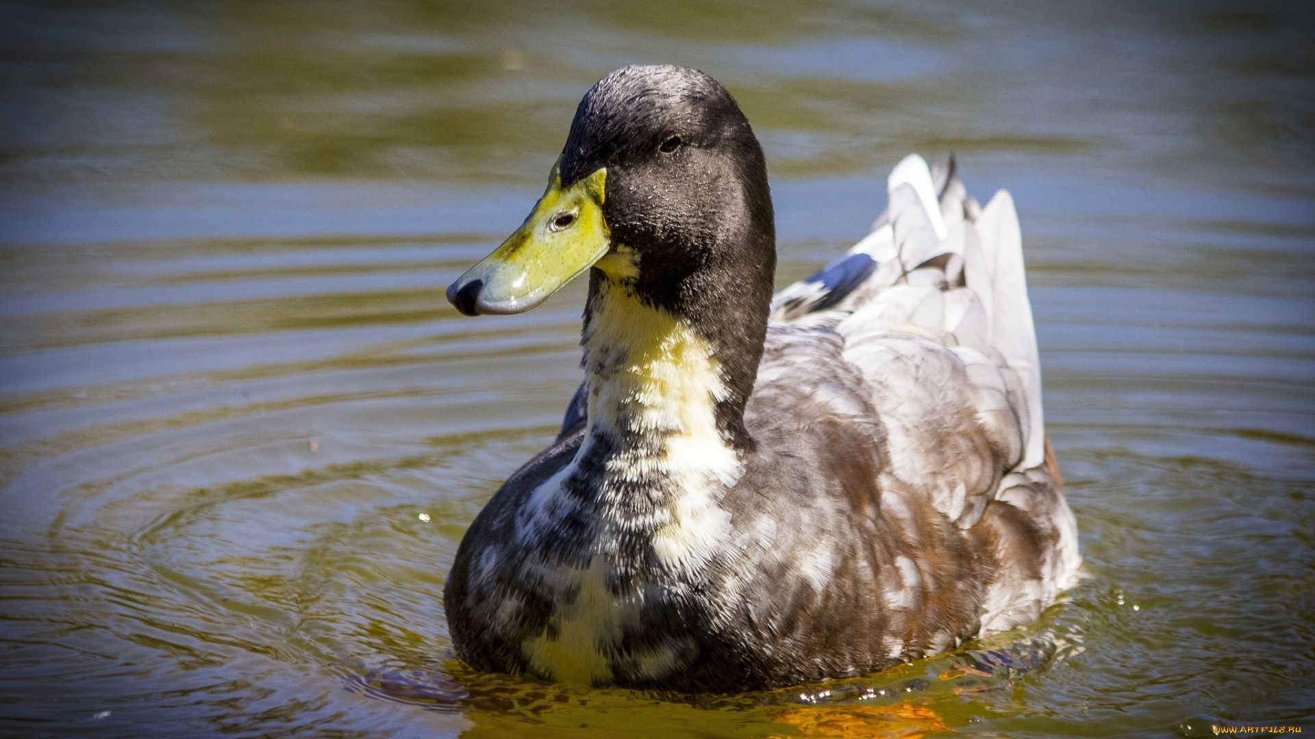 животные, утки, вода, клюв, птица, утка