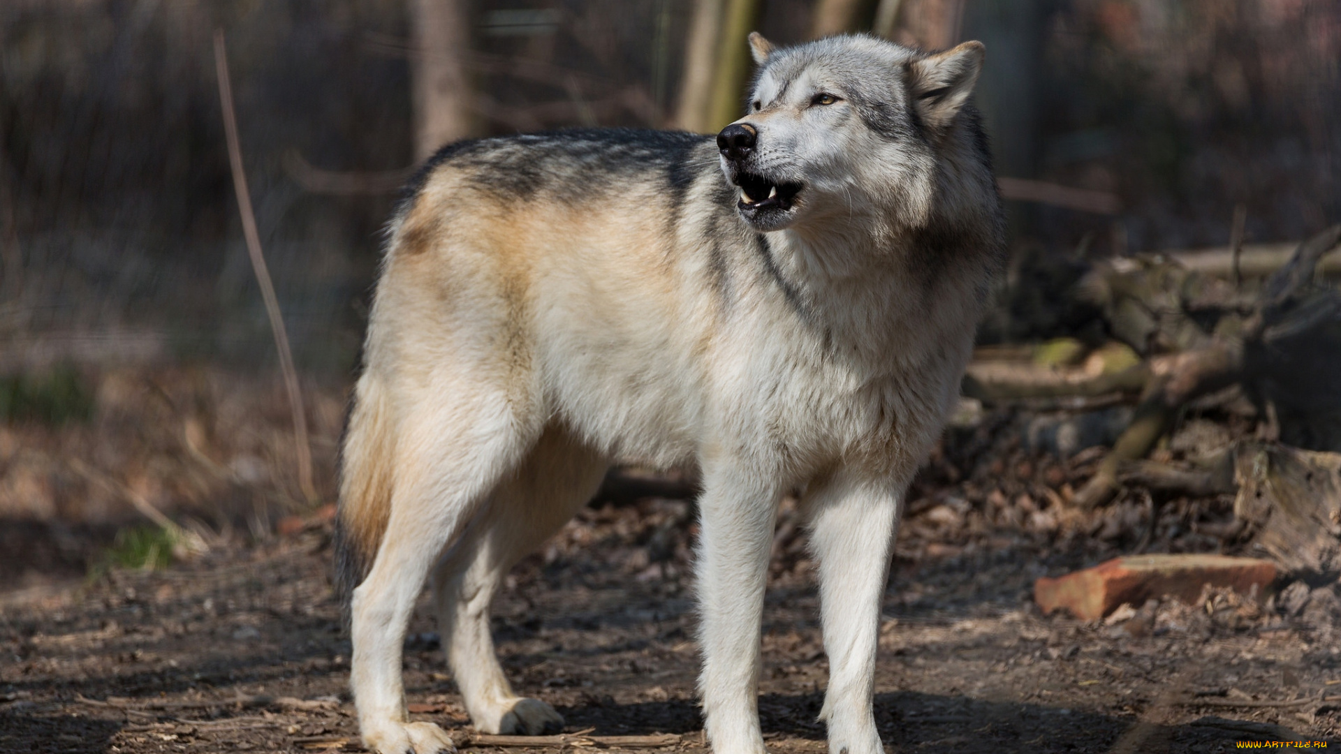 животные, волки, , койоты, , шакалы, хищник