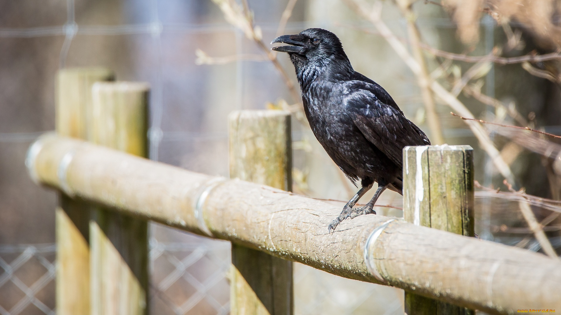 животные, вороны, , грачи, , галки, забор, клюв, черный, птица, ворон