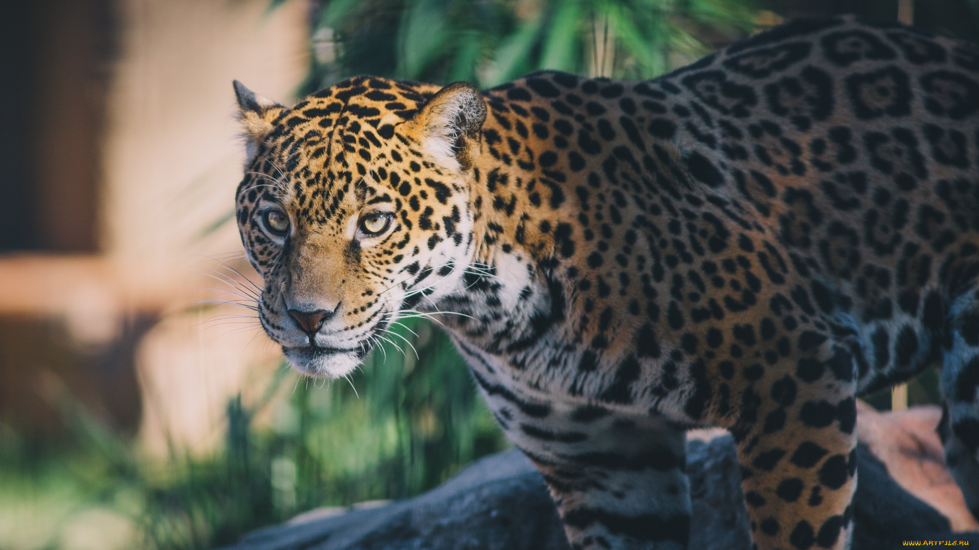 животные, Ягуары, пятна, морда, кошка, свет