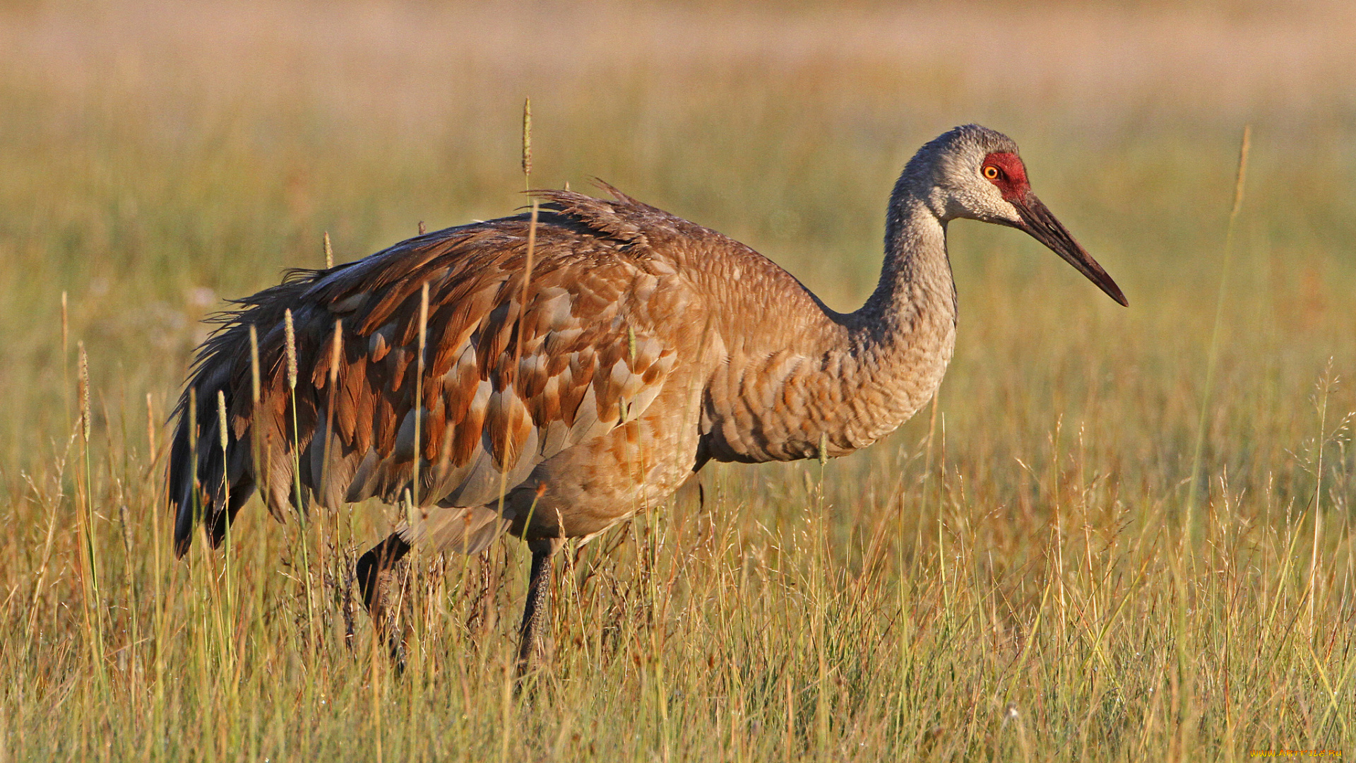 животные, журавли, журавль, трава, поле