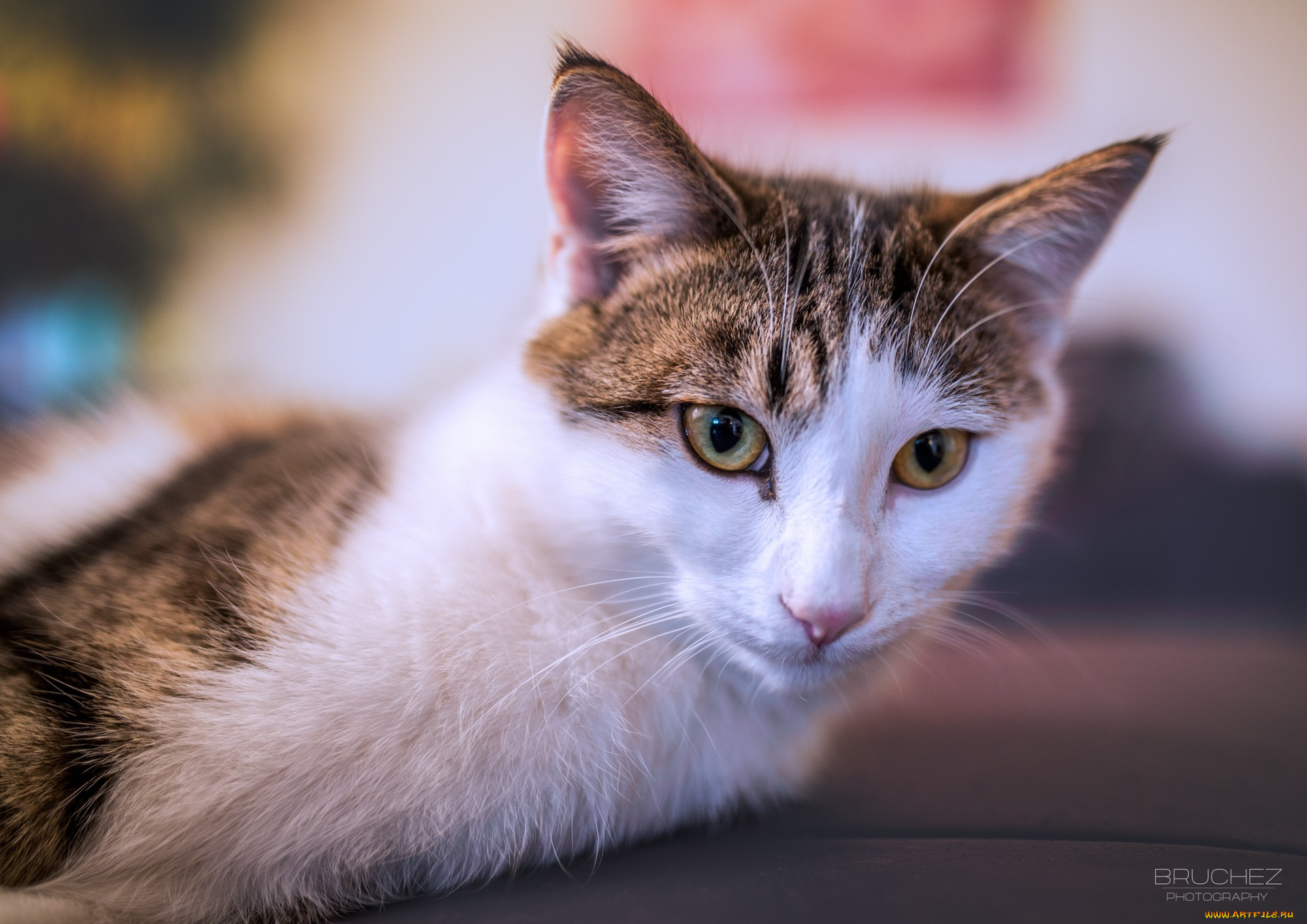 животные, коты, лежит, морда, кошка