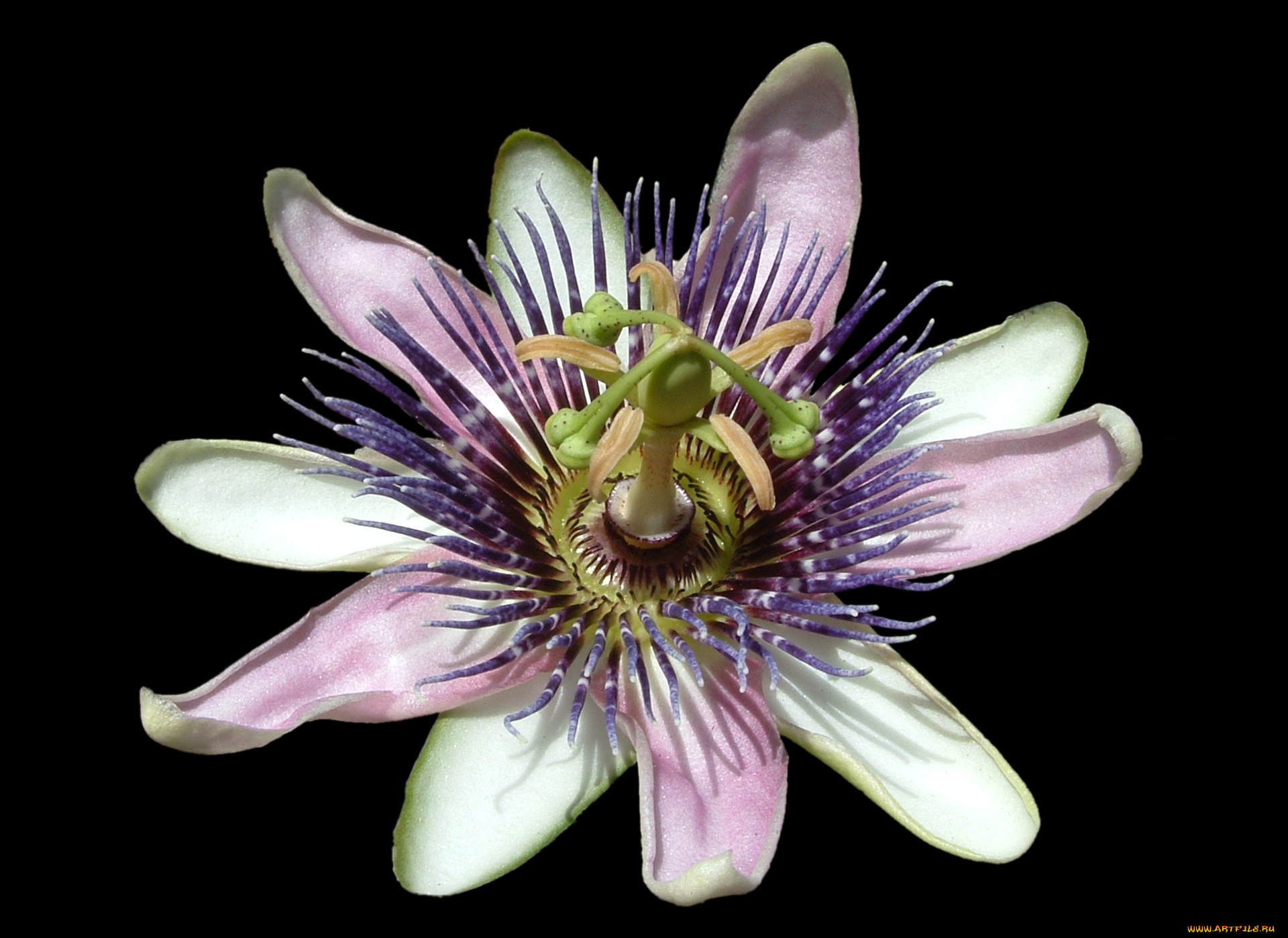 цветы, пассифлора, чёрный, фон, цветок, пестик, лепестки
