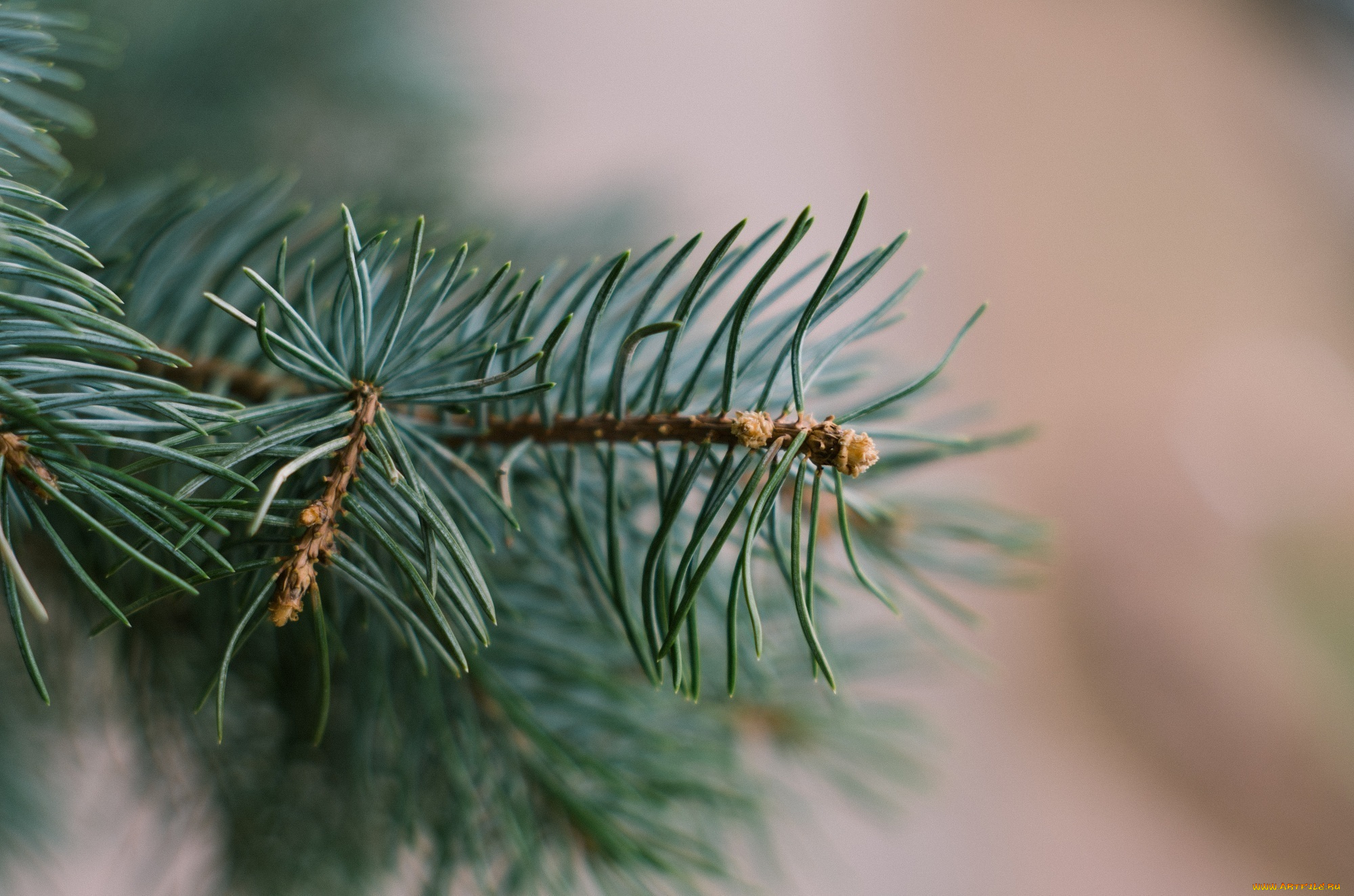 природа, макро, хвоя, ветки, иголки