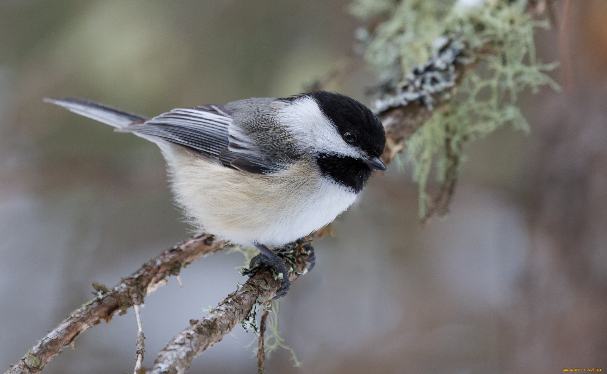 животные, синицы, , лазоревки, птичка