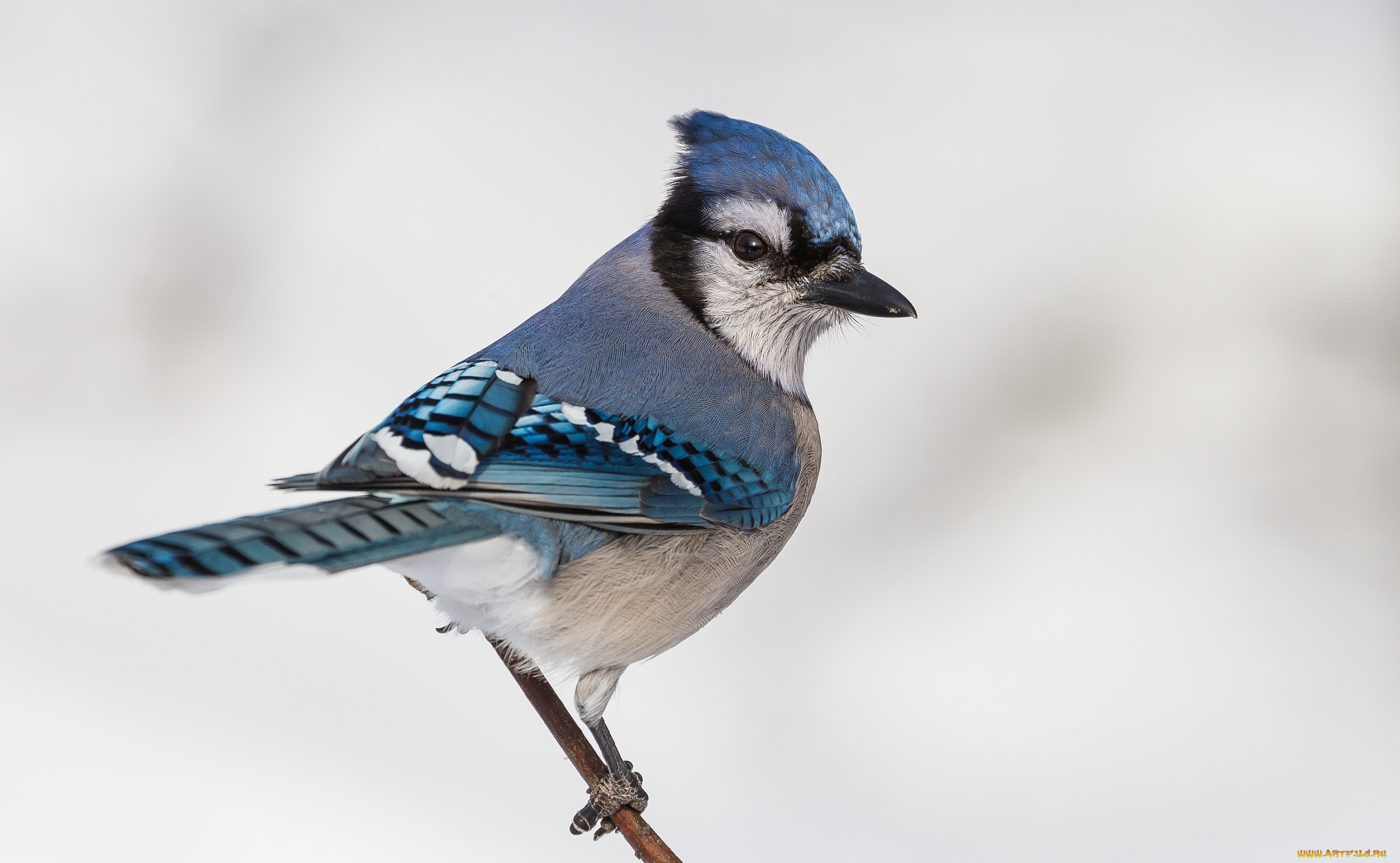 животные, сойки, хохолок