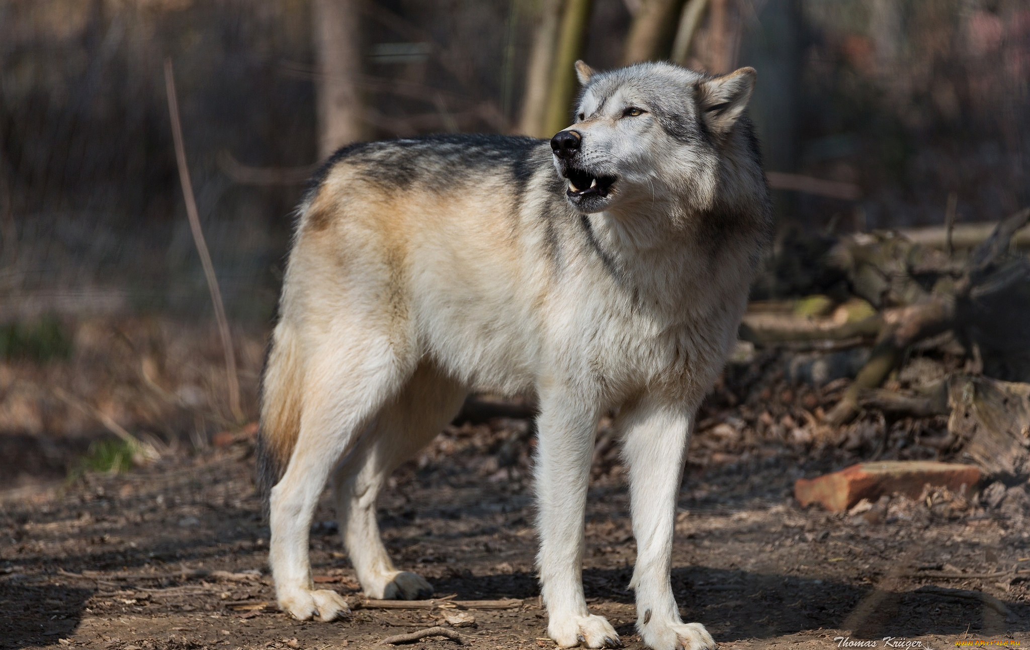 животные, волки, , койоты, , шакалы, хищник