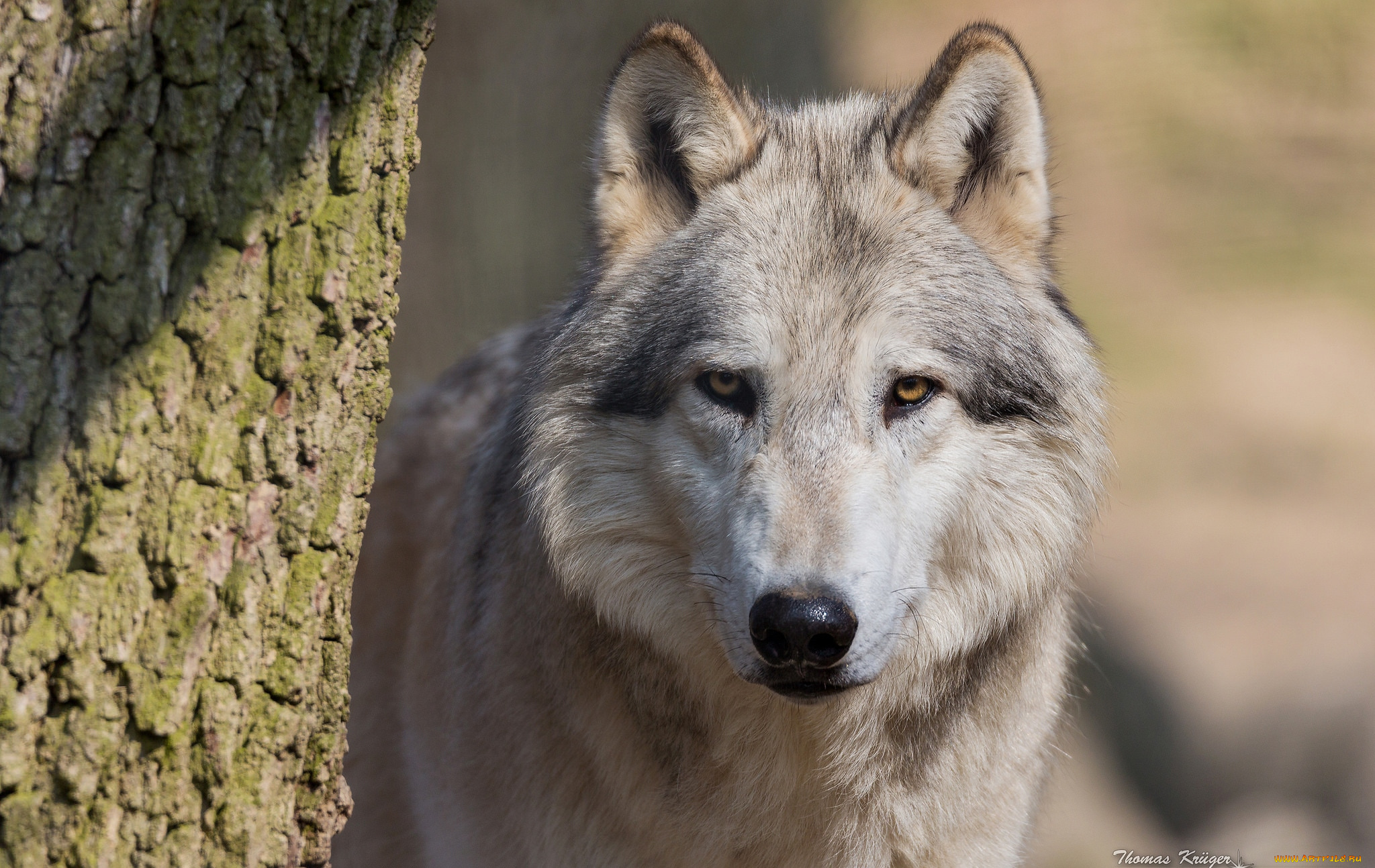 животные, волки, , койоты, , шакалы, портрет