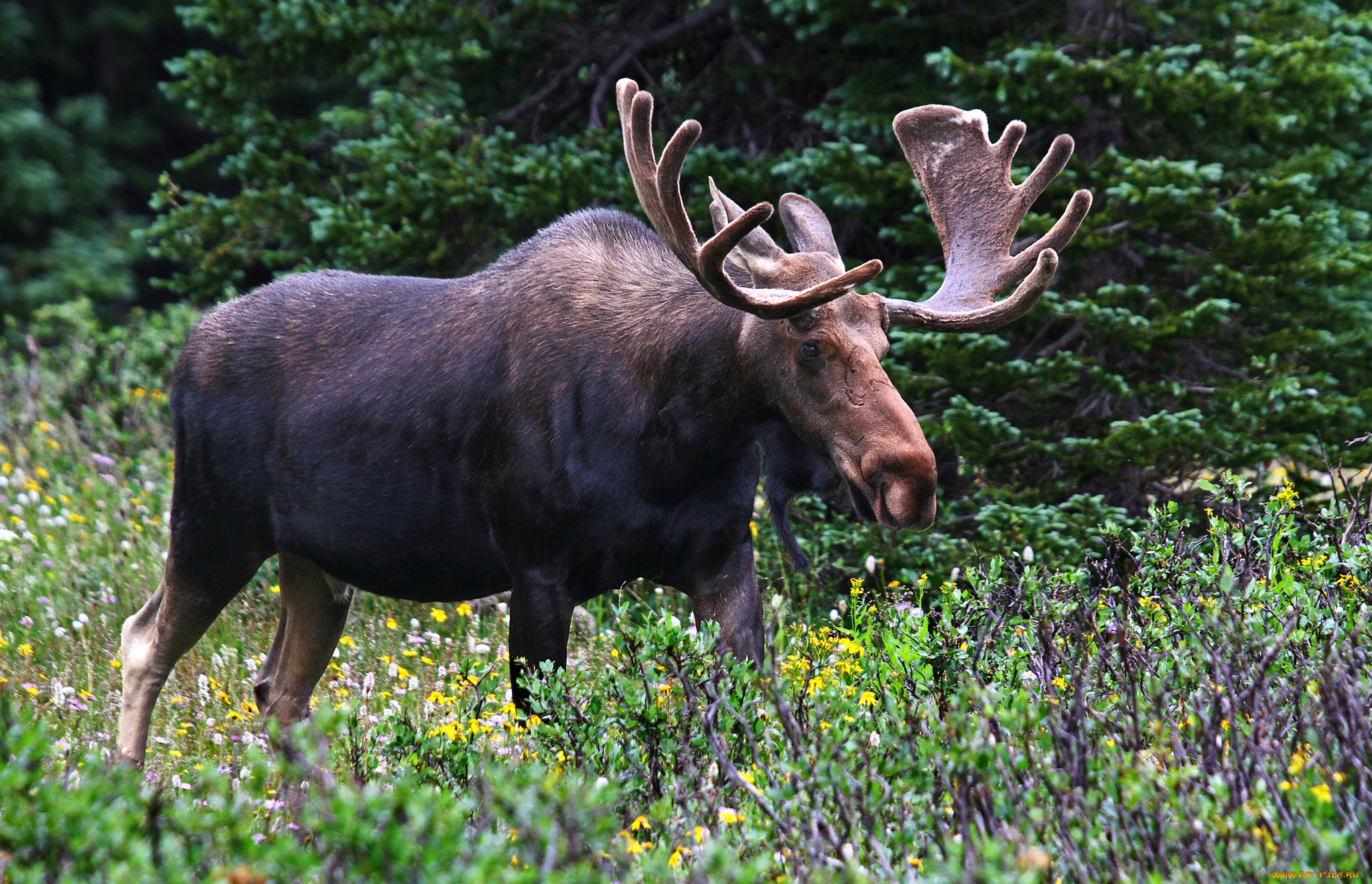 животные, лоси, сохатый, луг, лес