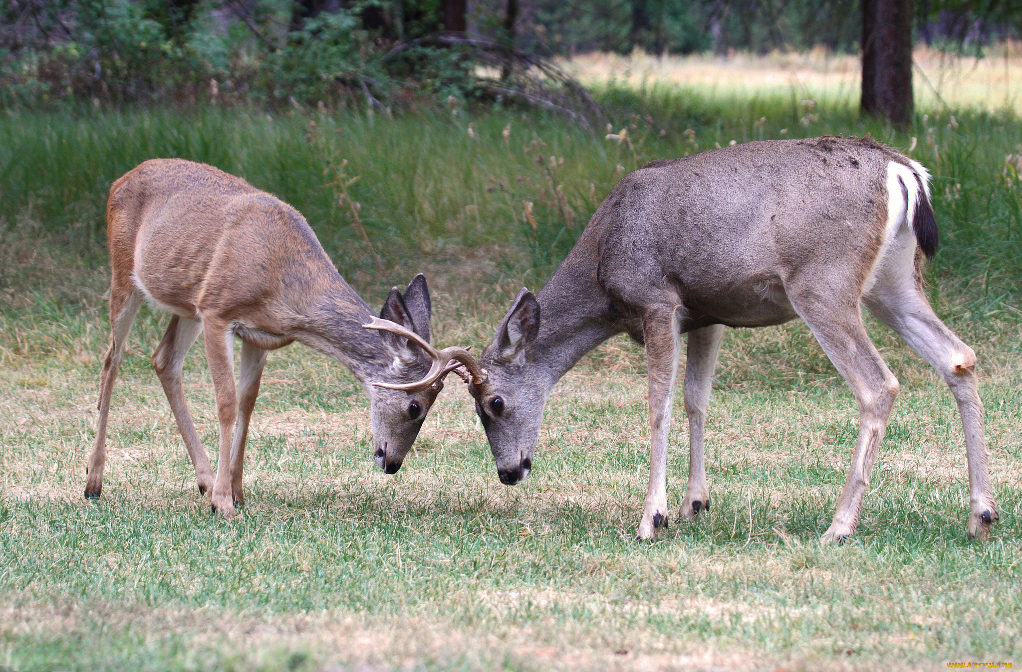 животные, олени, дуэль