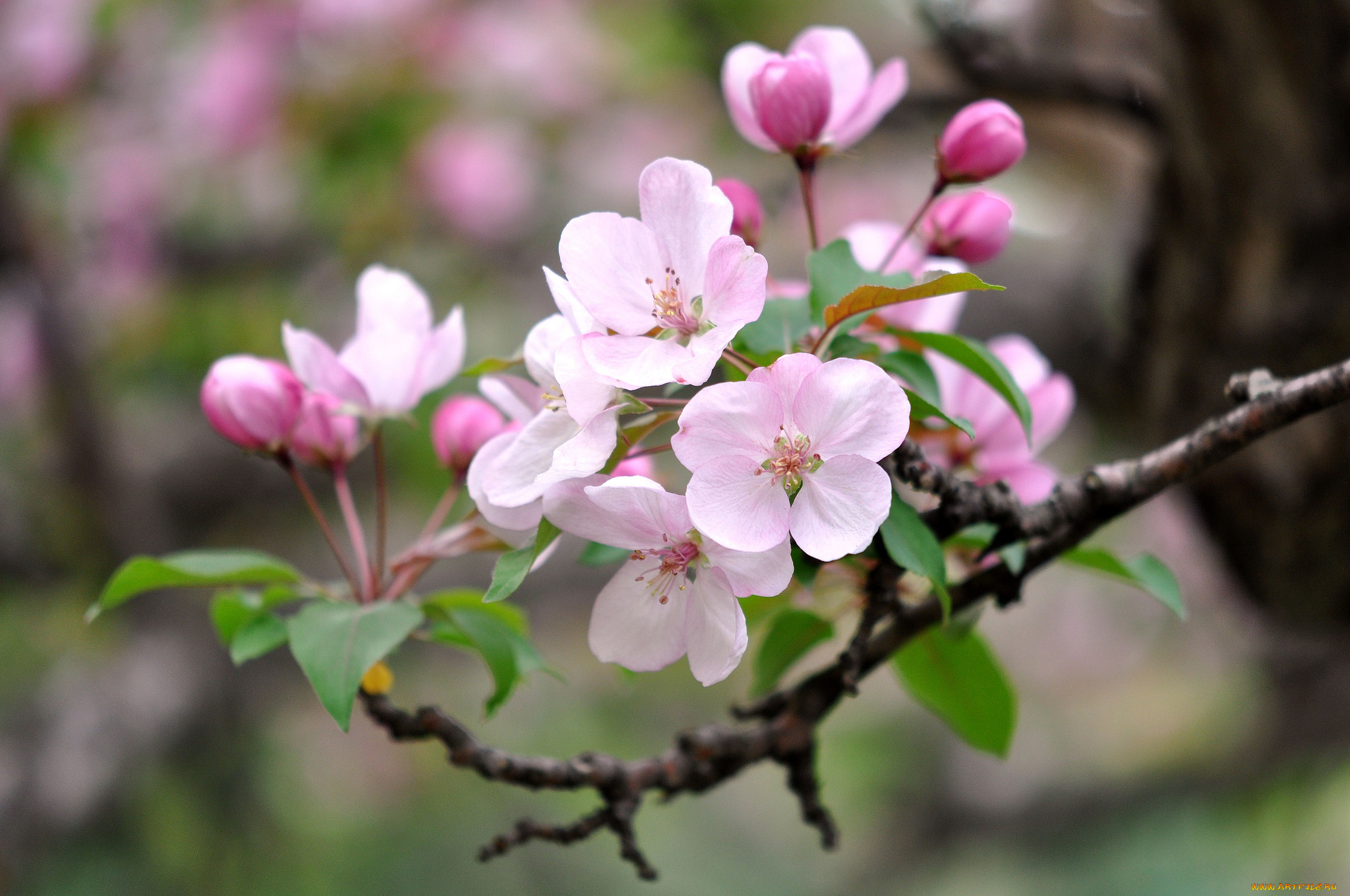 цветы, цветущие, деревья, , , кустарники, весна