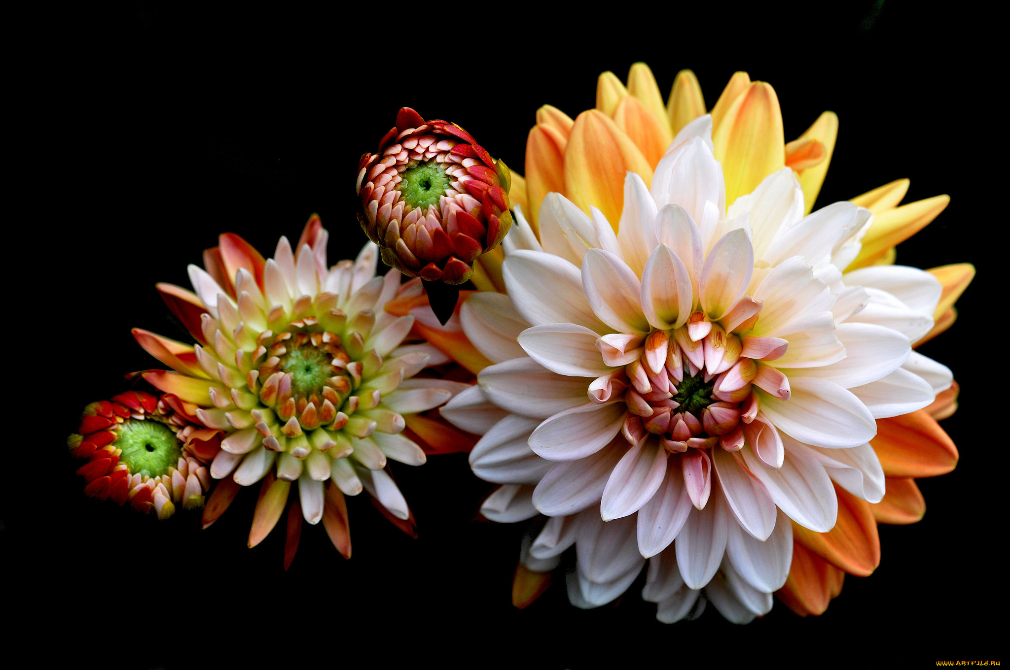 цветы, георгины, макро