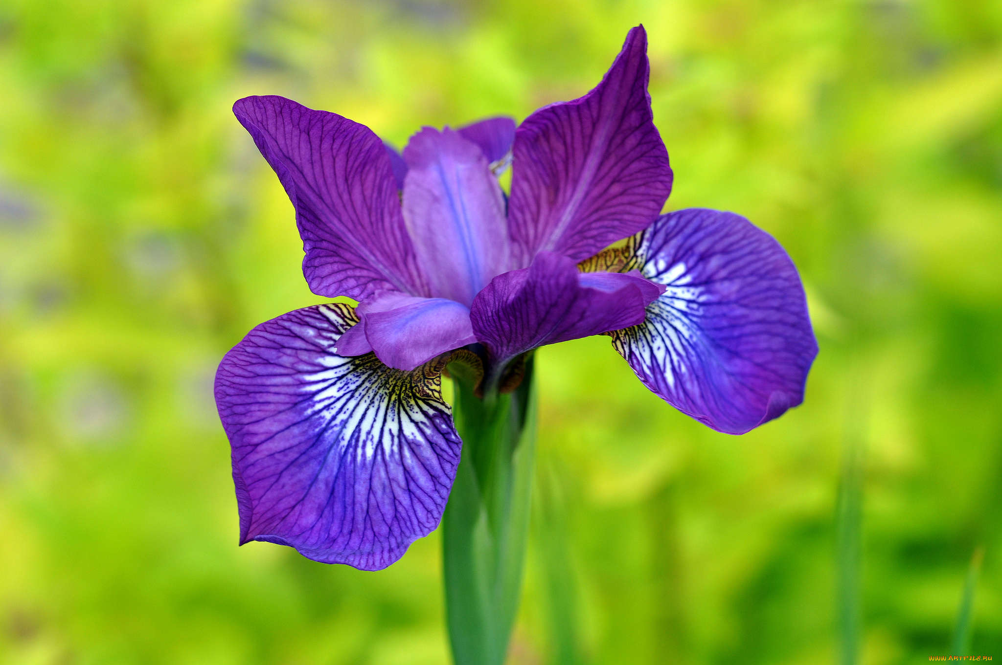 цветы, ирисы, касатик