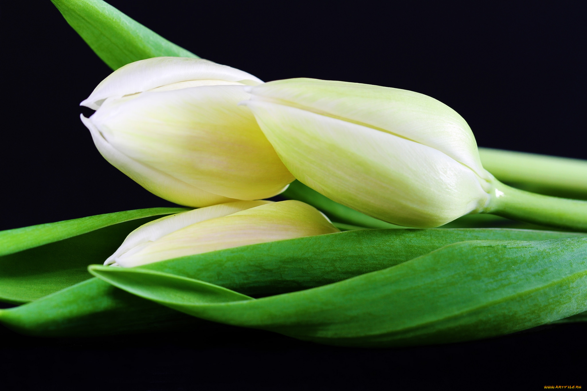 цветы, тюльпаны, трио