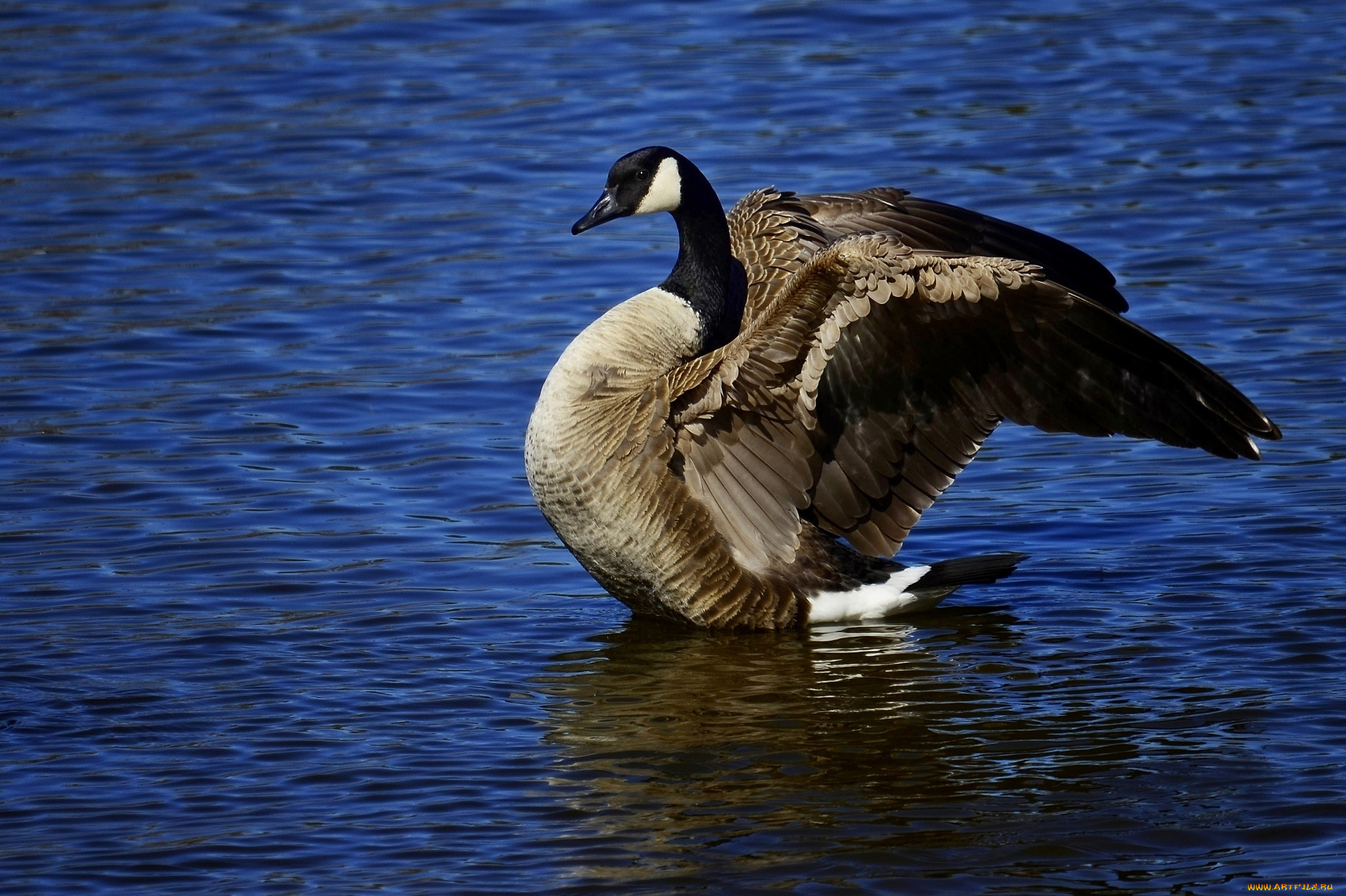 животные, гуси, крылья, гусь, птица, вода
