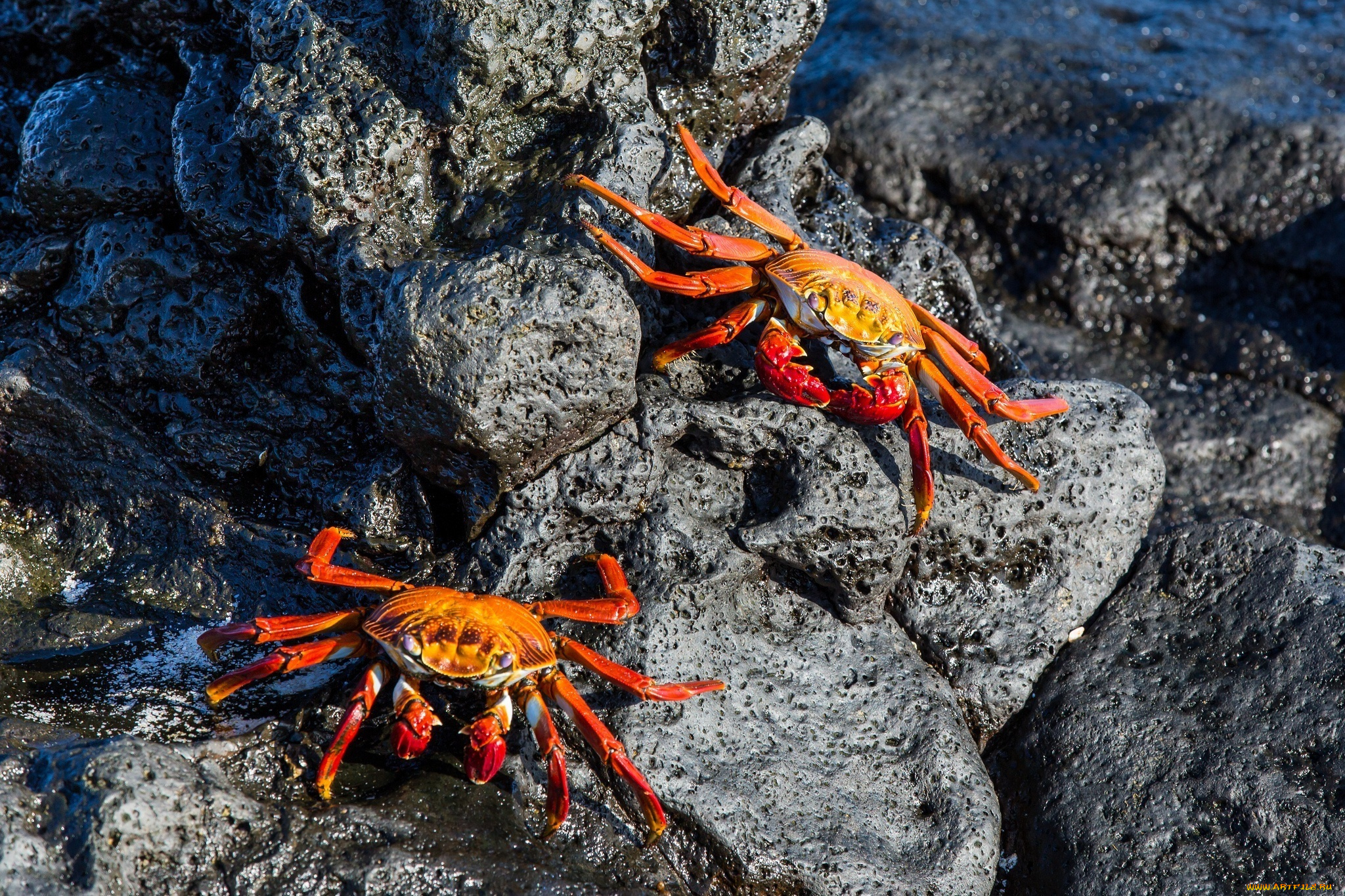 животные, крабы, , раки, пара, клешни, камень