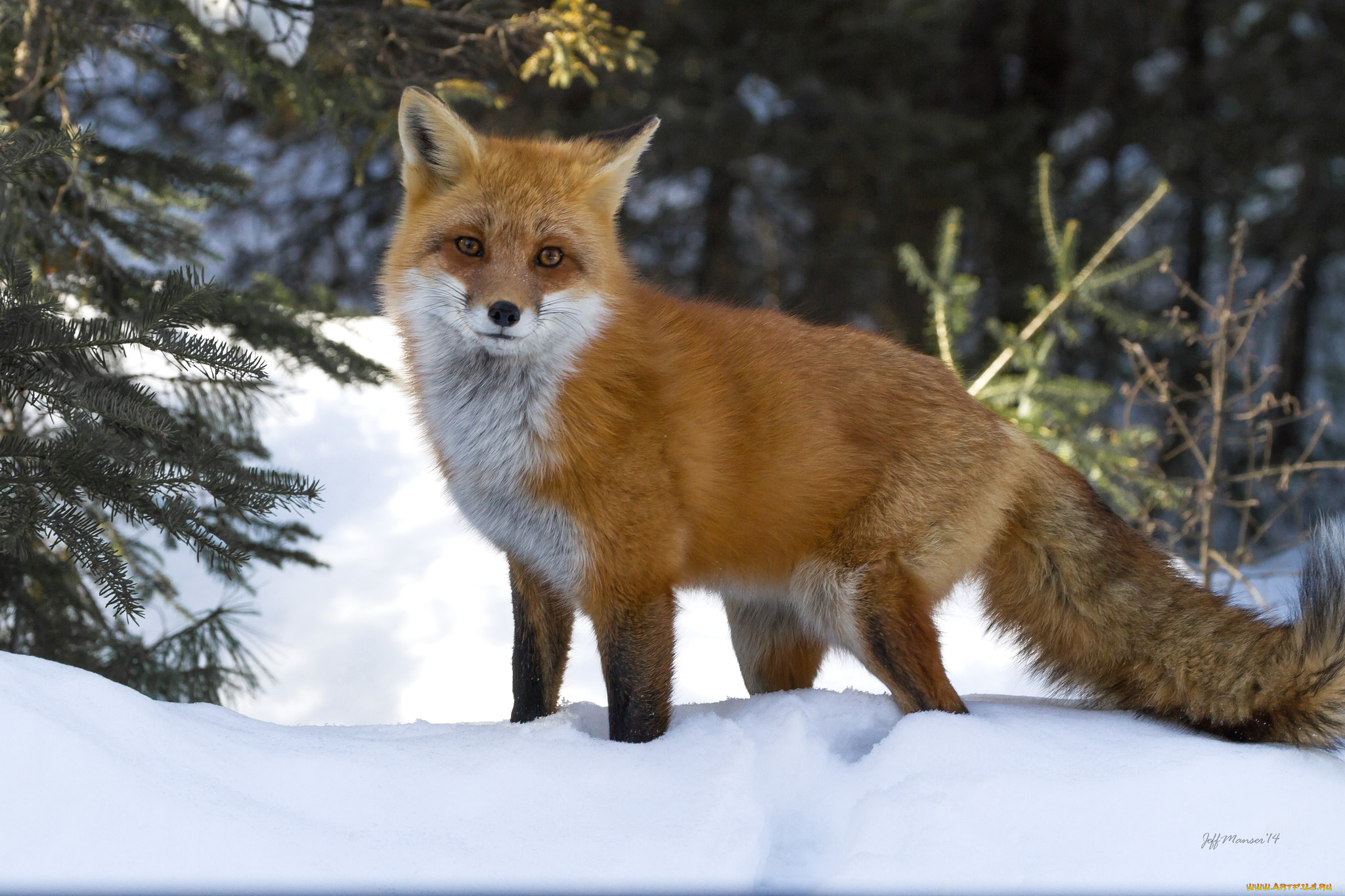 животные, лисы, лисичка