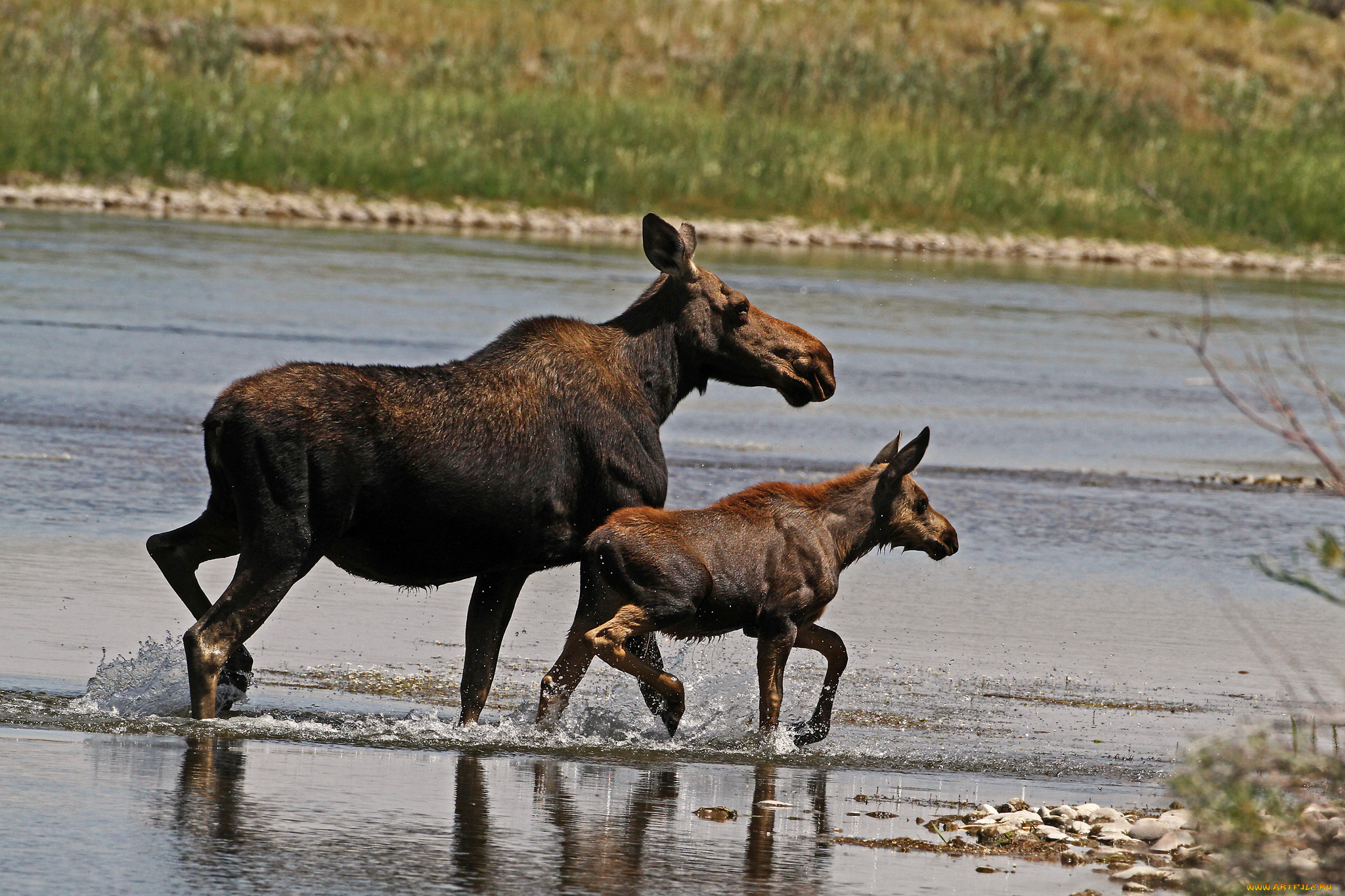 животные, лоси, брод, река