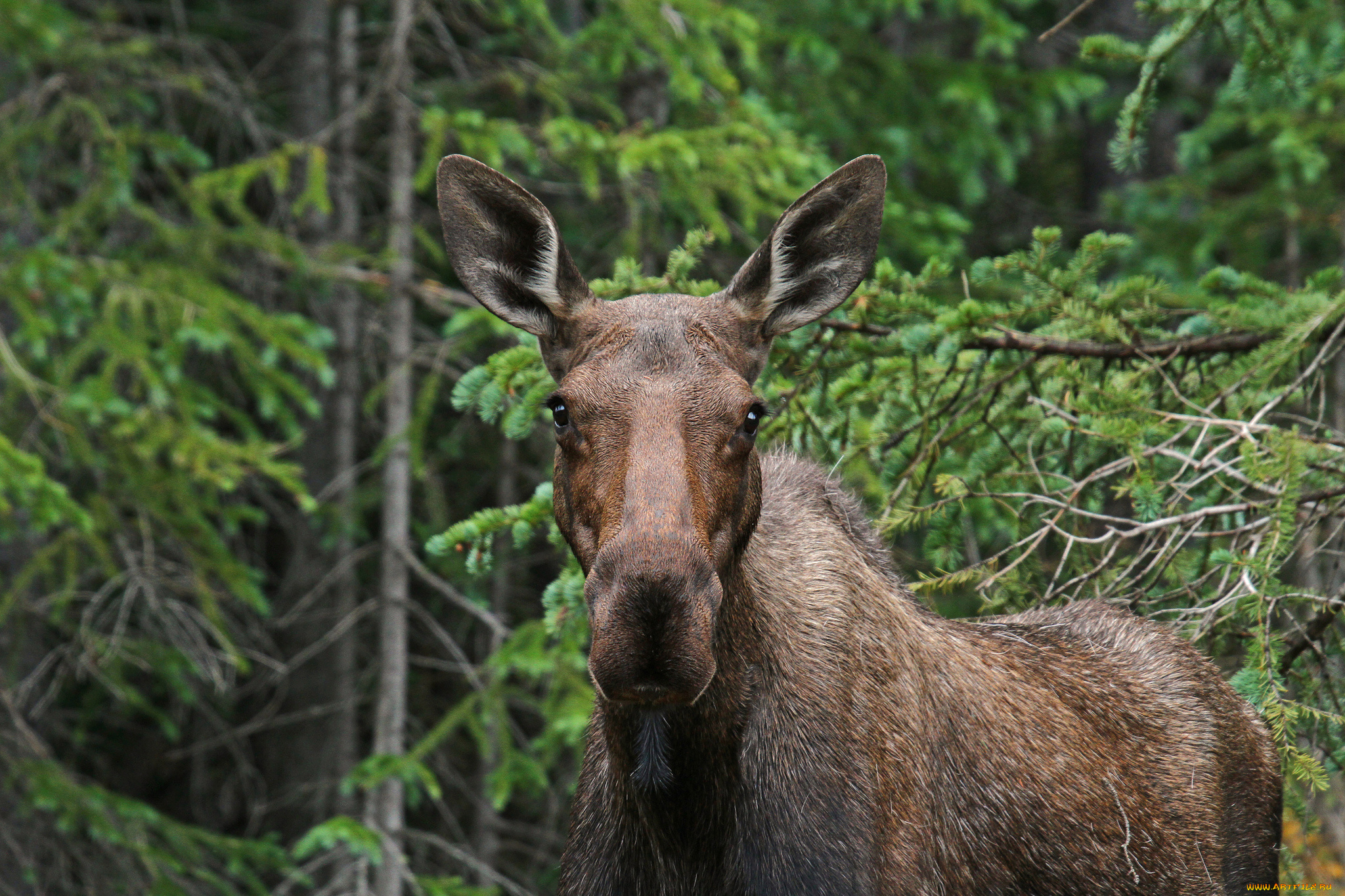 животные, лоси, сохатый, лес