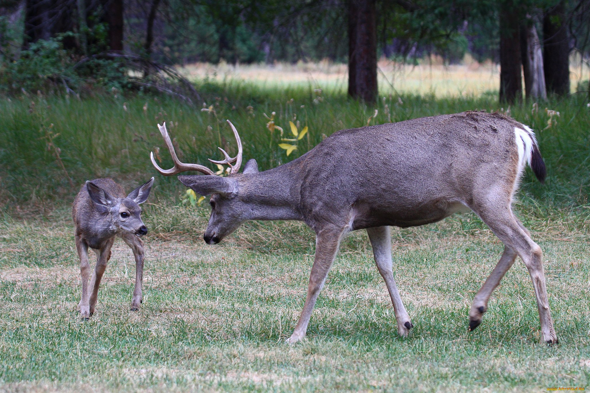 животные, олени, малыш, олень