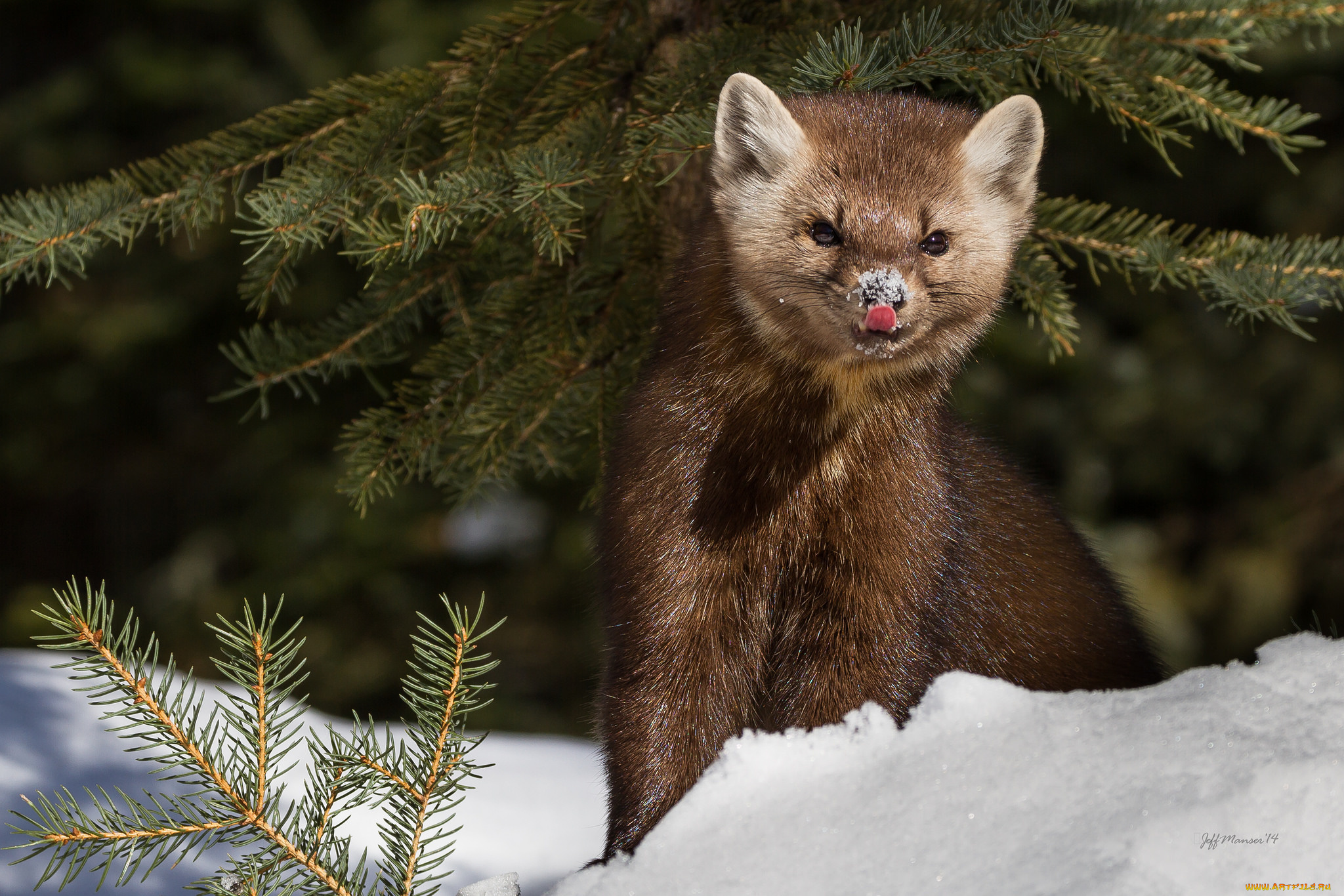 животные, хорьки, , куницы, , горностаи, , ласки, , соболи, снег, соболь