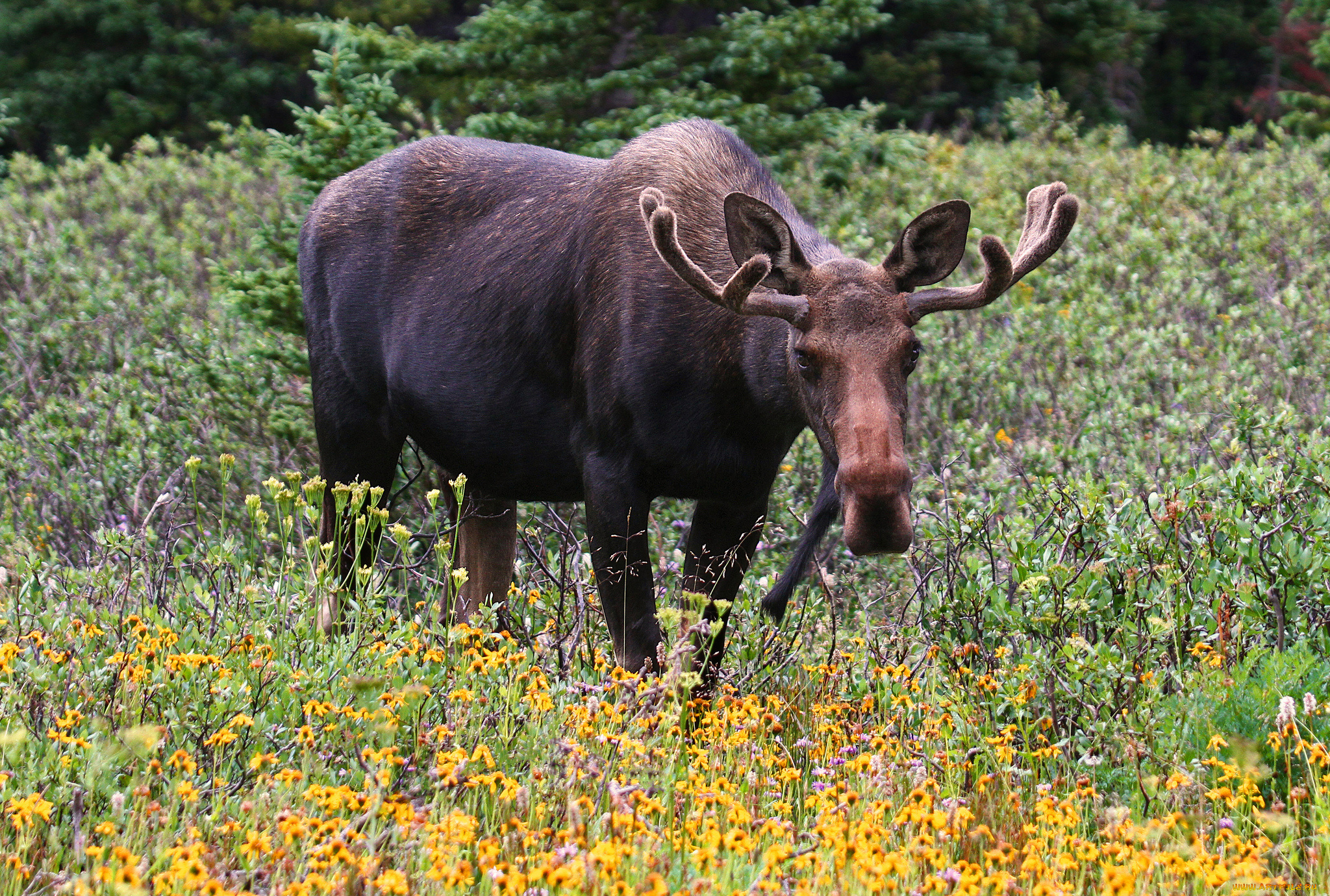животные, лоси, сохатый, луг, лес
