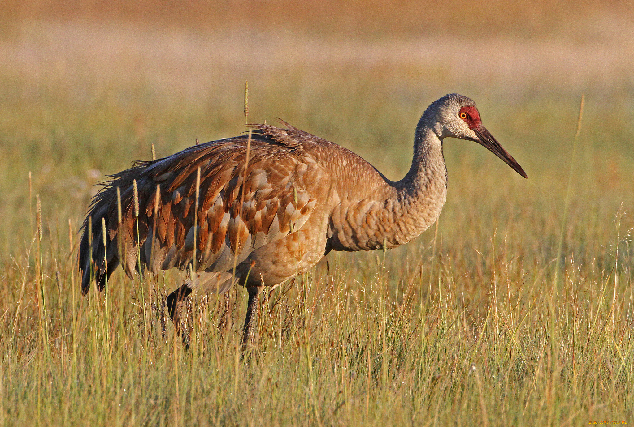 животные, журавли, журавль, трава, поле