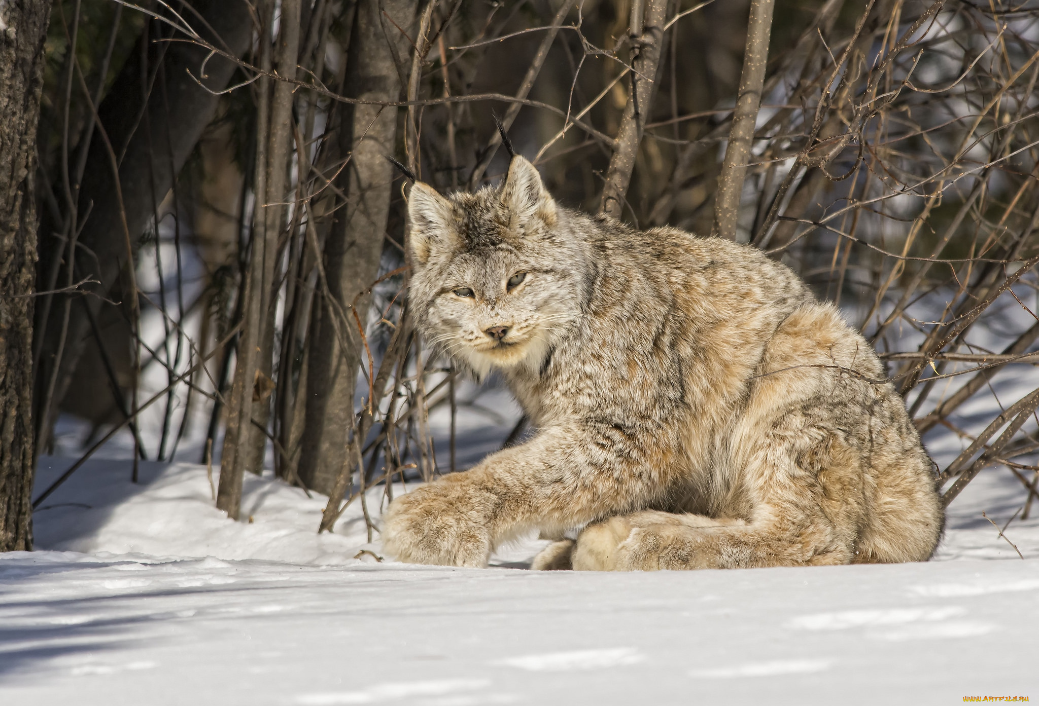 животные, рыси, снег, канадская, рысь