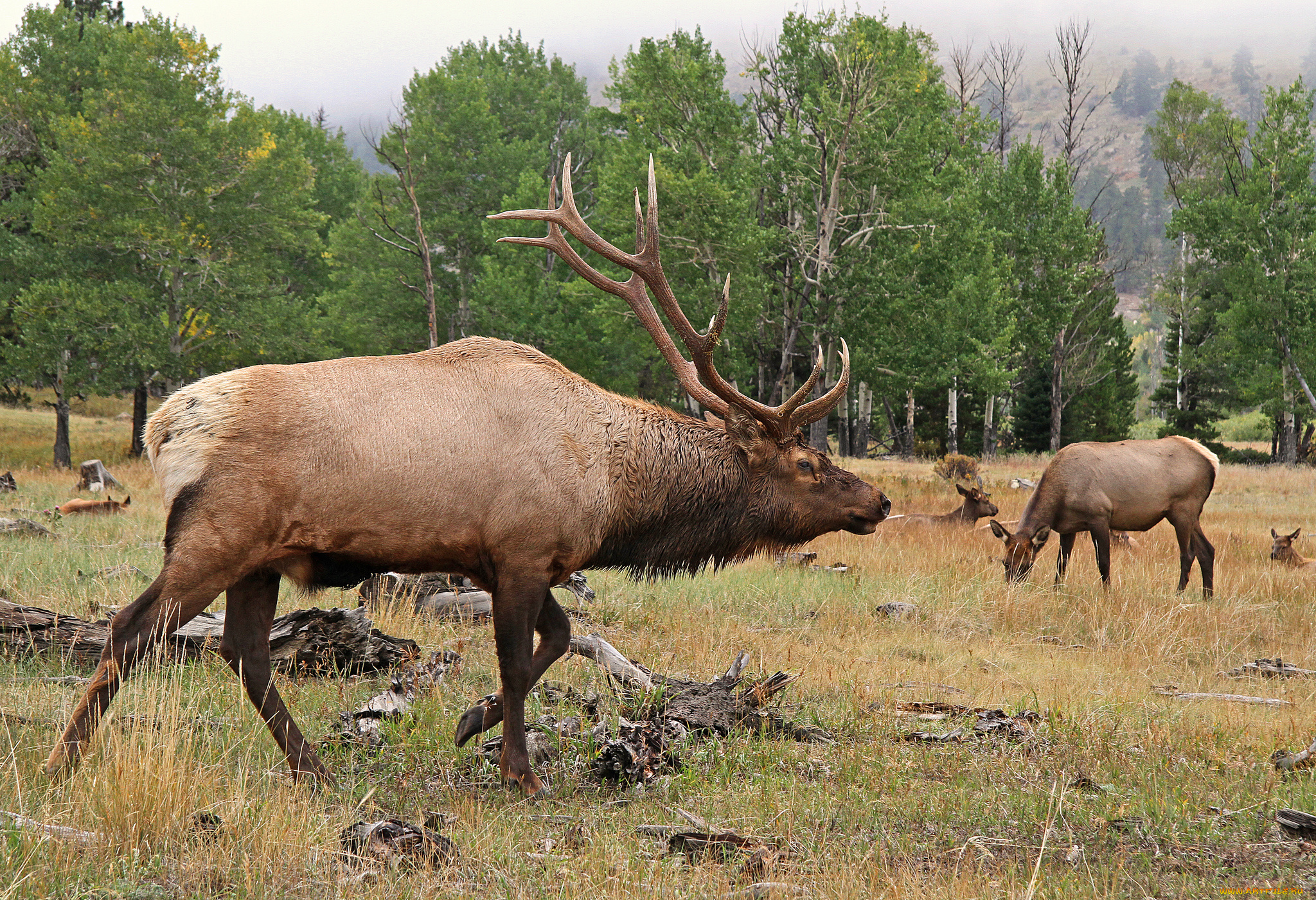 животные, олени, поляна, лес