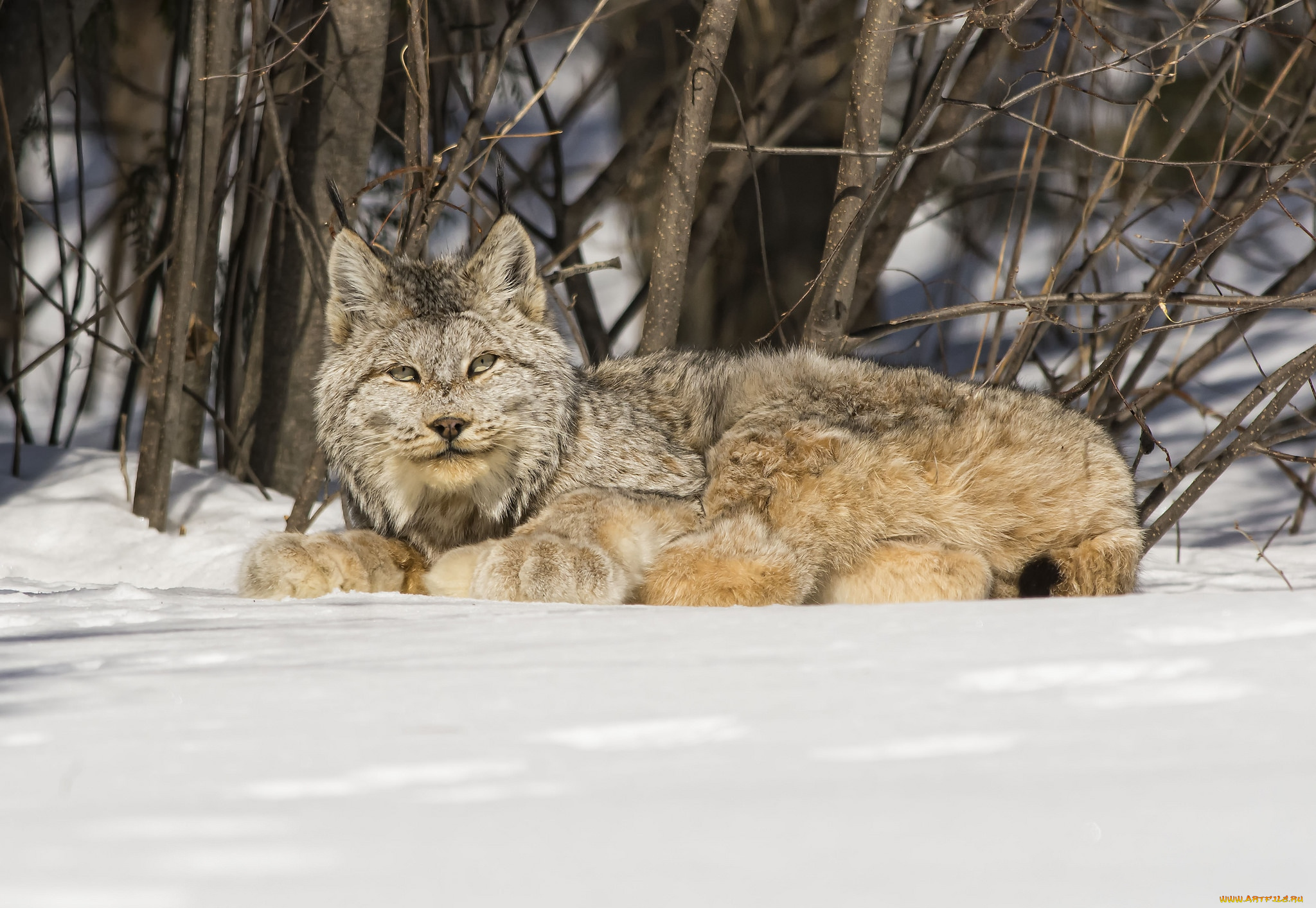 животные, рыси, канадская, рысь, снег