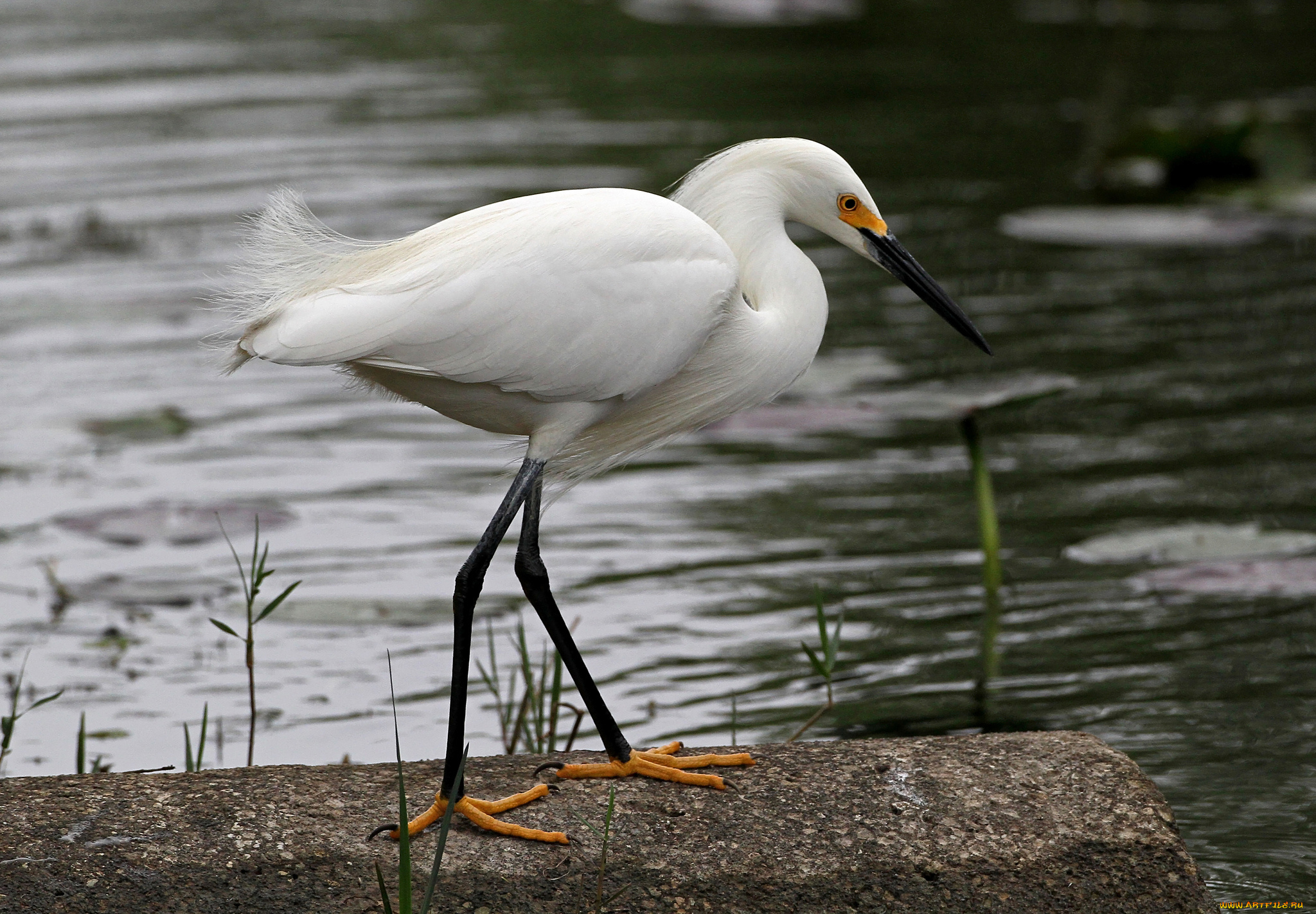 животные, цапли, цапля, белая, вода, камень