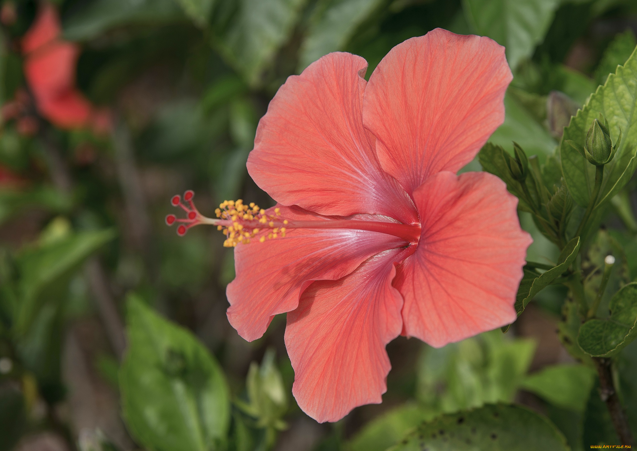 цветы, гибискусы, макро