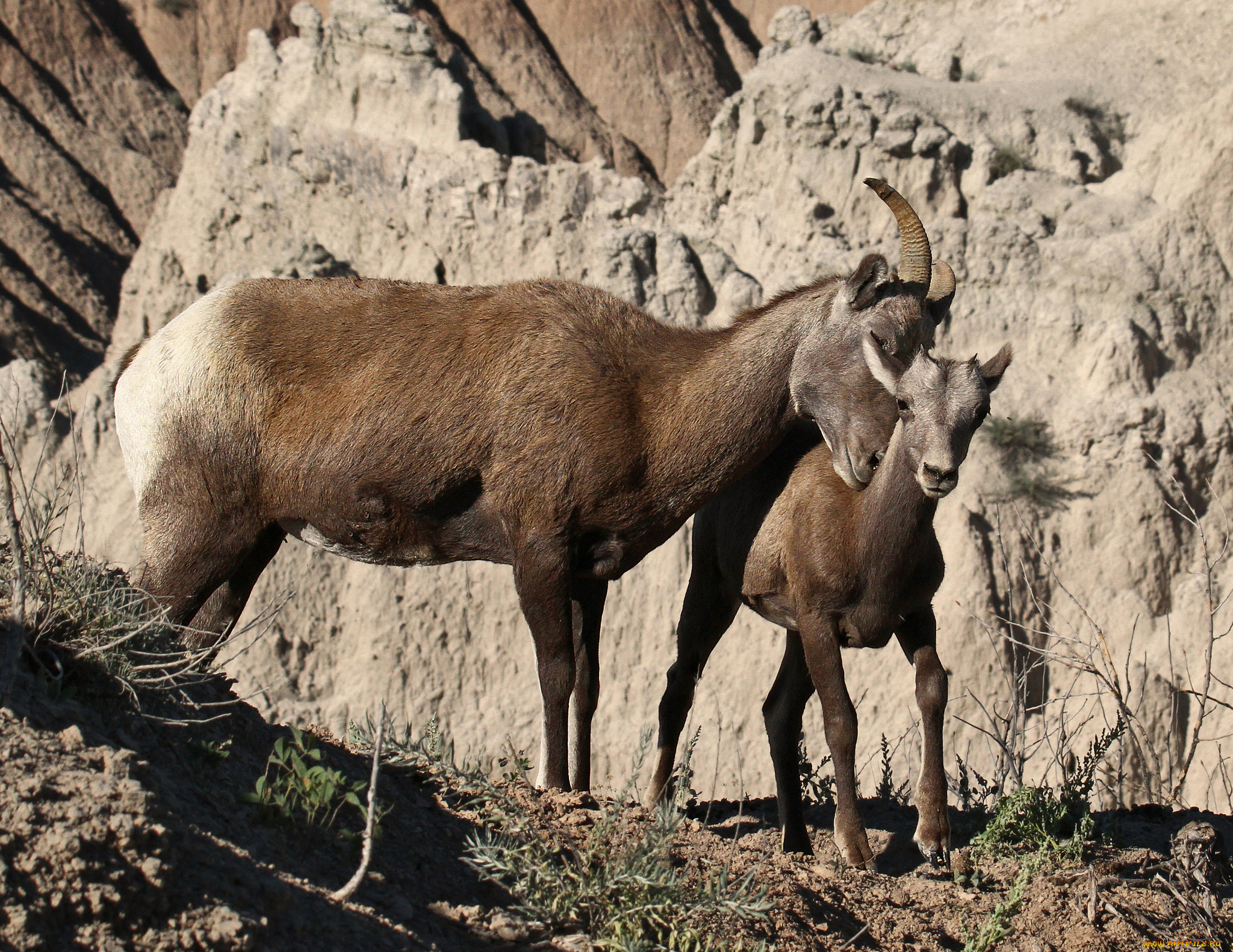 животные, козы, горные