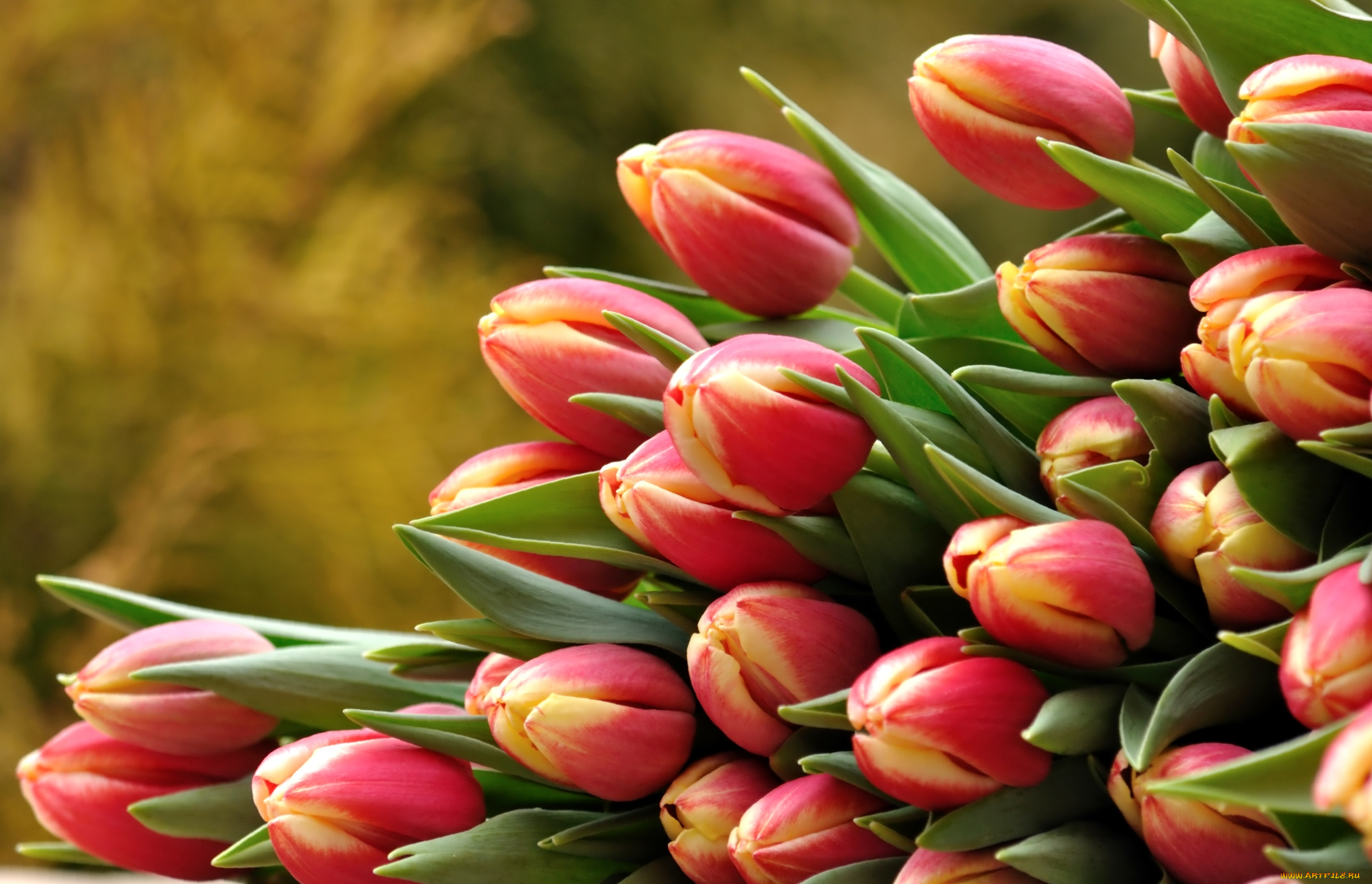 цветы, тюльпаны, охапка